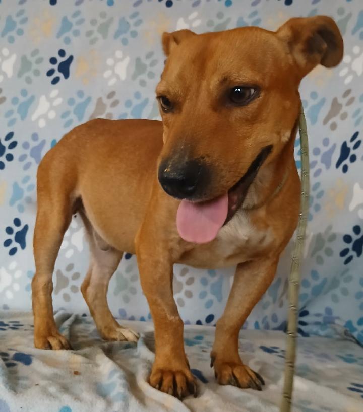 Enlarge Scooby, a ADOPTABLE mixed breed in Mena, AR image 1/4