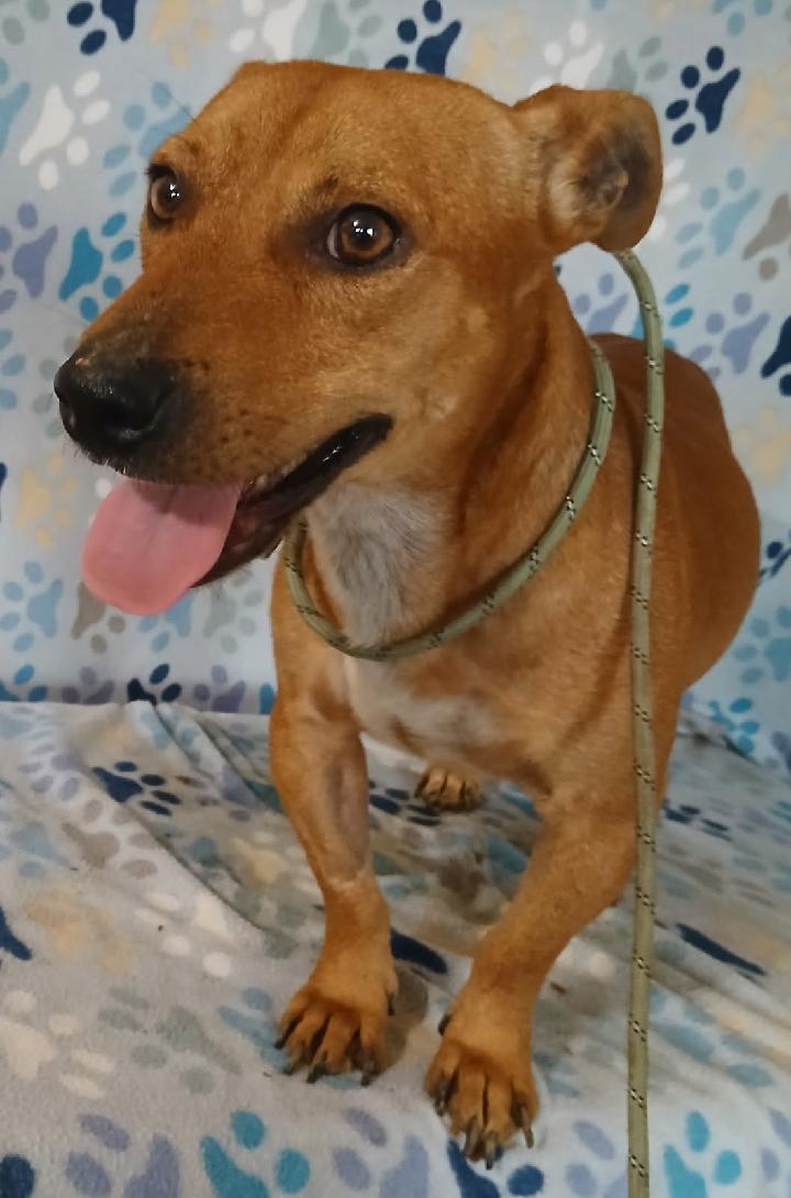 Enlarge Scooby, a ADOPTABLE mixed breed in Mena, AR image 2/4