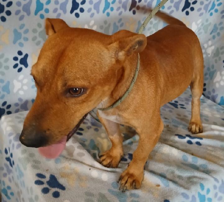 Enlarge Scooby, a ADOPTABLE mixed breed in Mena, AR image 3/4