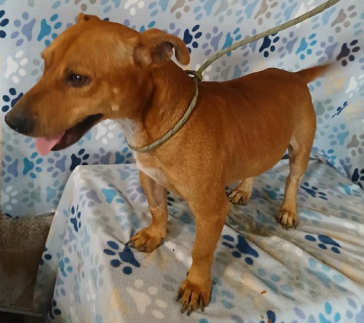 Enlarge Scooby, a ADOPTABLE mixed breed in Mena, AR image 4/4