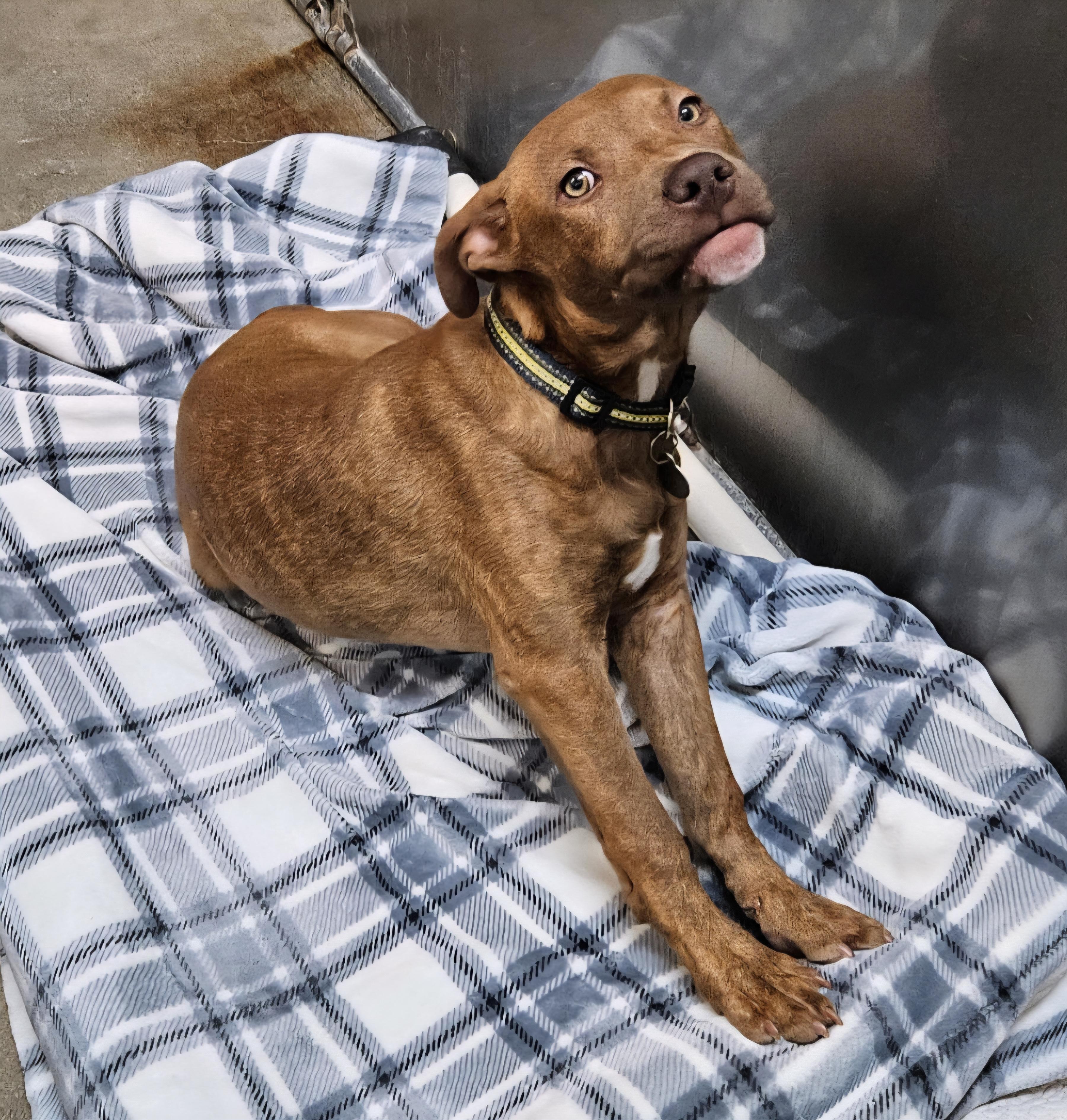 Miles - In Foster photo 2
