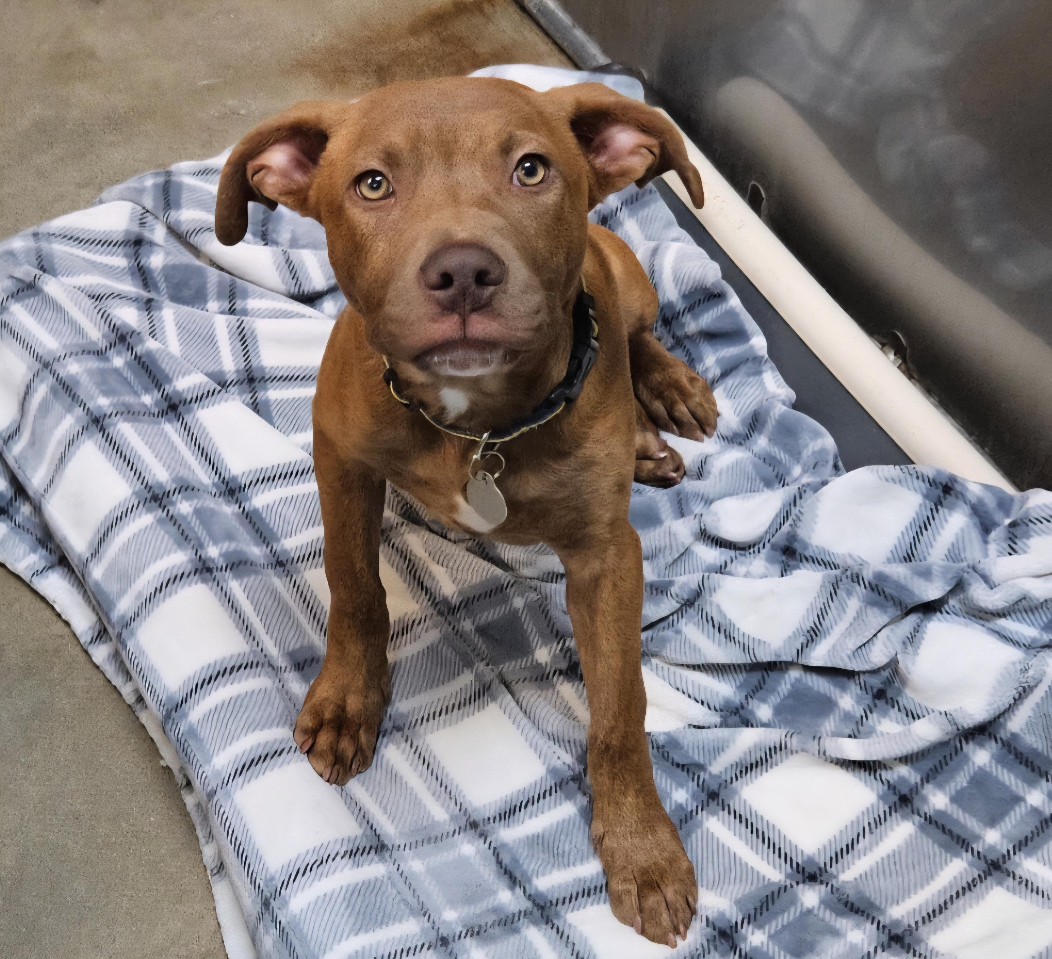 Miles - In Foster