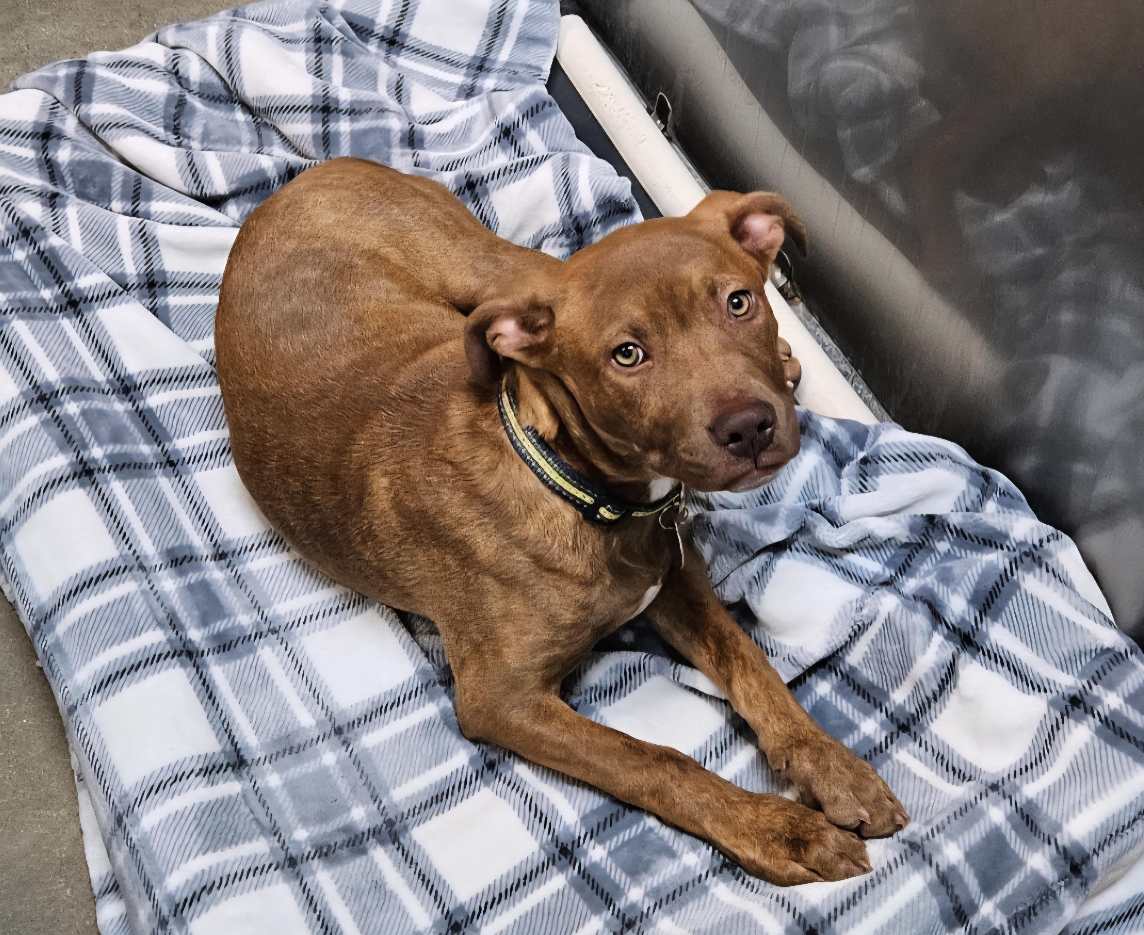 Miles - In Foster photo 3