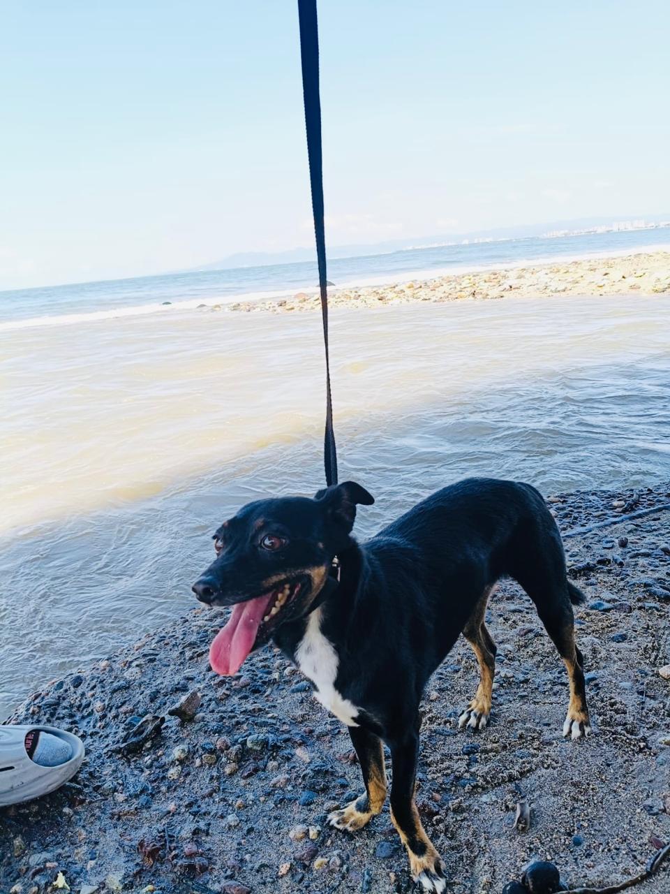 Principe, adopted, Adult Male Chihuahua & Miniature Pinscher.