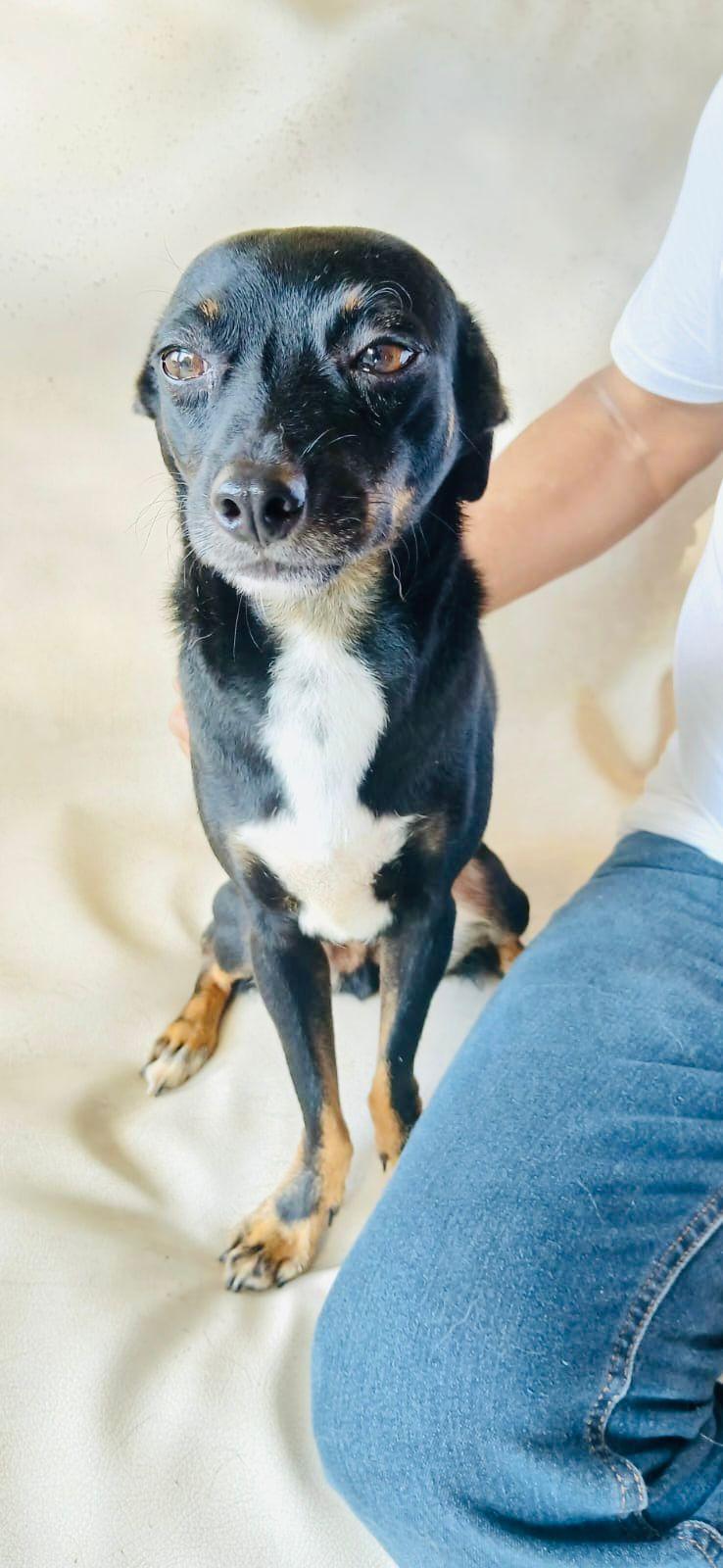 Principe, an adopted mixed breed in Vancouver, BC image 3/6