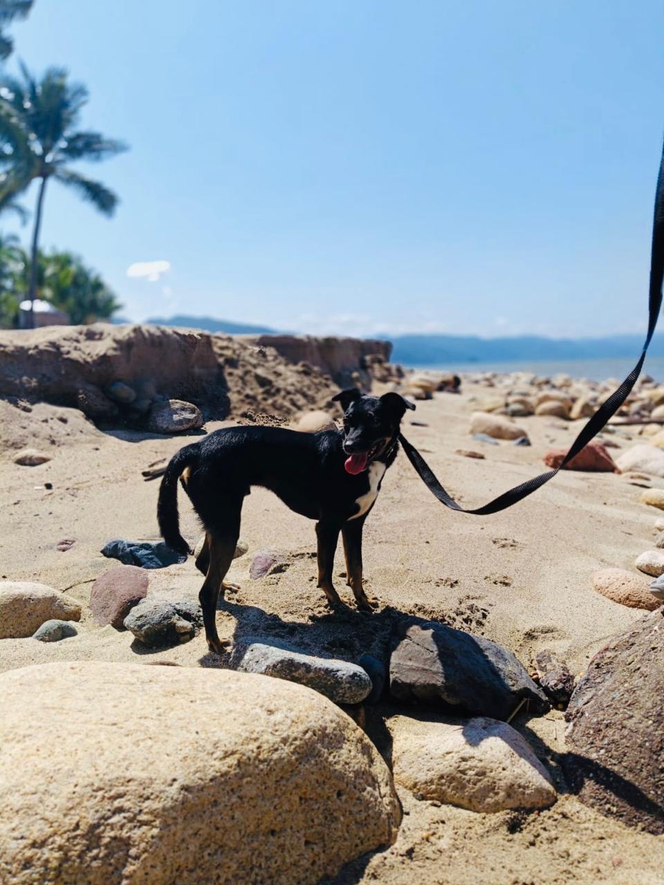 Principe, an adopted mixed breed in Vancouver, BC image 4/6