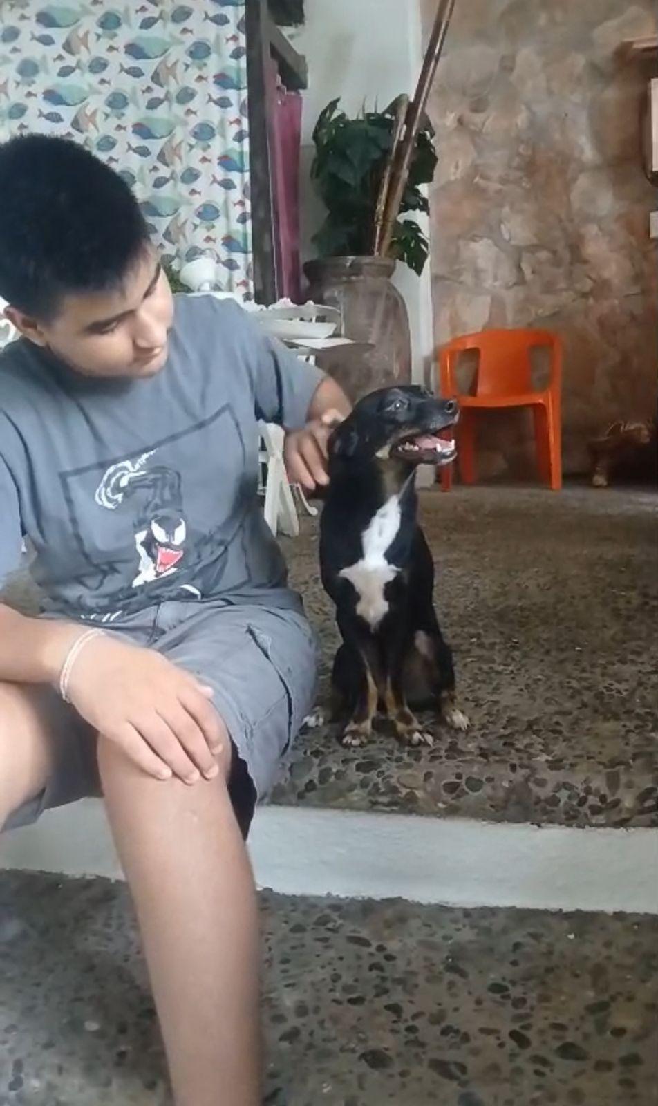 Principe, an adopted mixed breed in Vancouver, BC image 5/6