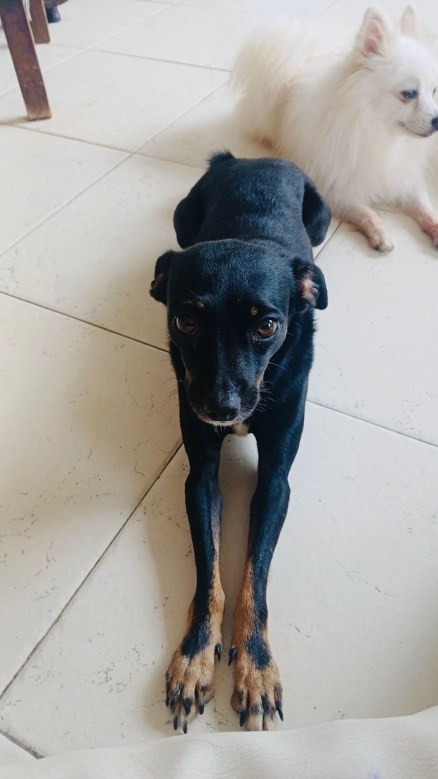 Principe, an adopted mixed breed in Vancouver, BC image 6/6