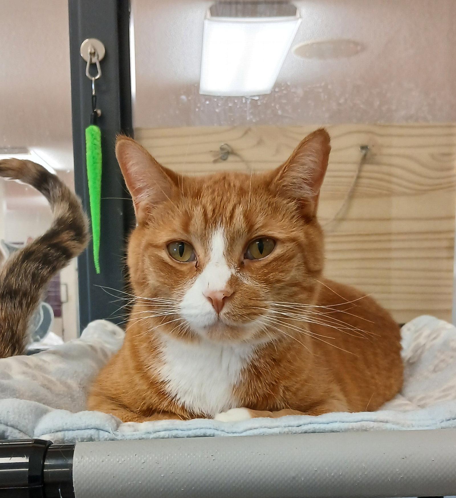 Garfield, Adoptable, Adult Male Tabby & Domestic Short Hair.