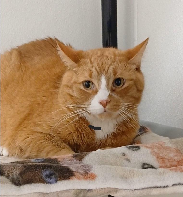 Enlarge Garfield, a Adoptable mixed breed in Bay City, MI image 1/1