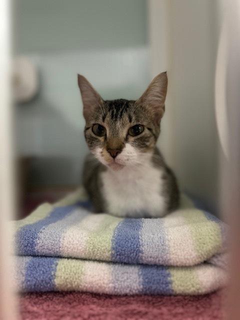 Mona***@ Whisker Room Cafe***, Adoptable, Adult Female Domestic Short Hair.