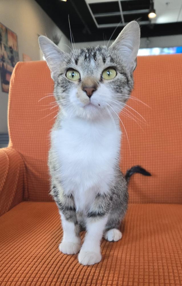 Mona***@ Whisker Room Cafe***, a Adoptable Domestic Short Hair in Muskegon, MI image 2/3