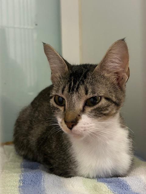 Mona***@ Whisker Room Cafe***, a Adoptable Domestic Short Hair in Muskegon, MI image 3/3