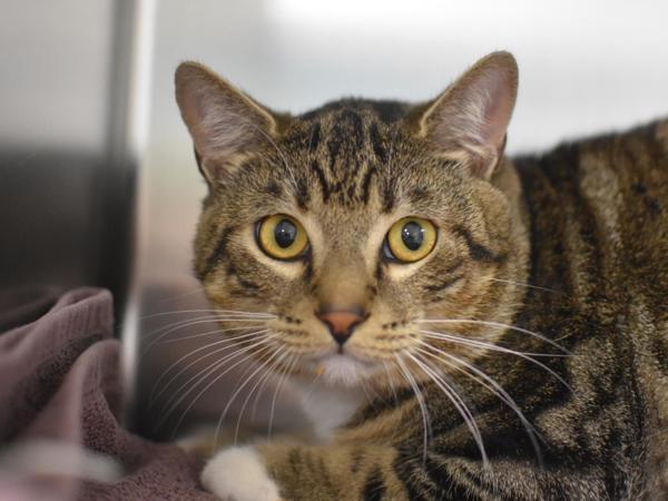 Enlarge Walter, a Adoptable mixed breed in Portland, OR image 1/1