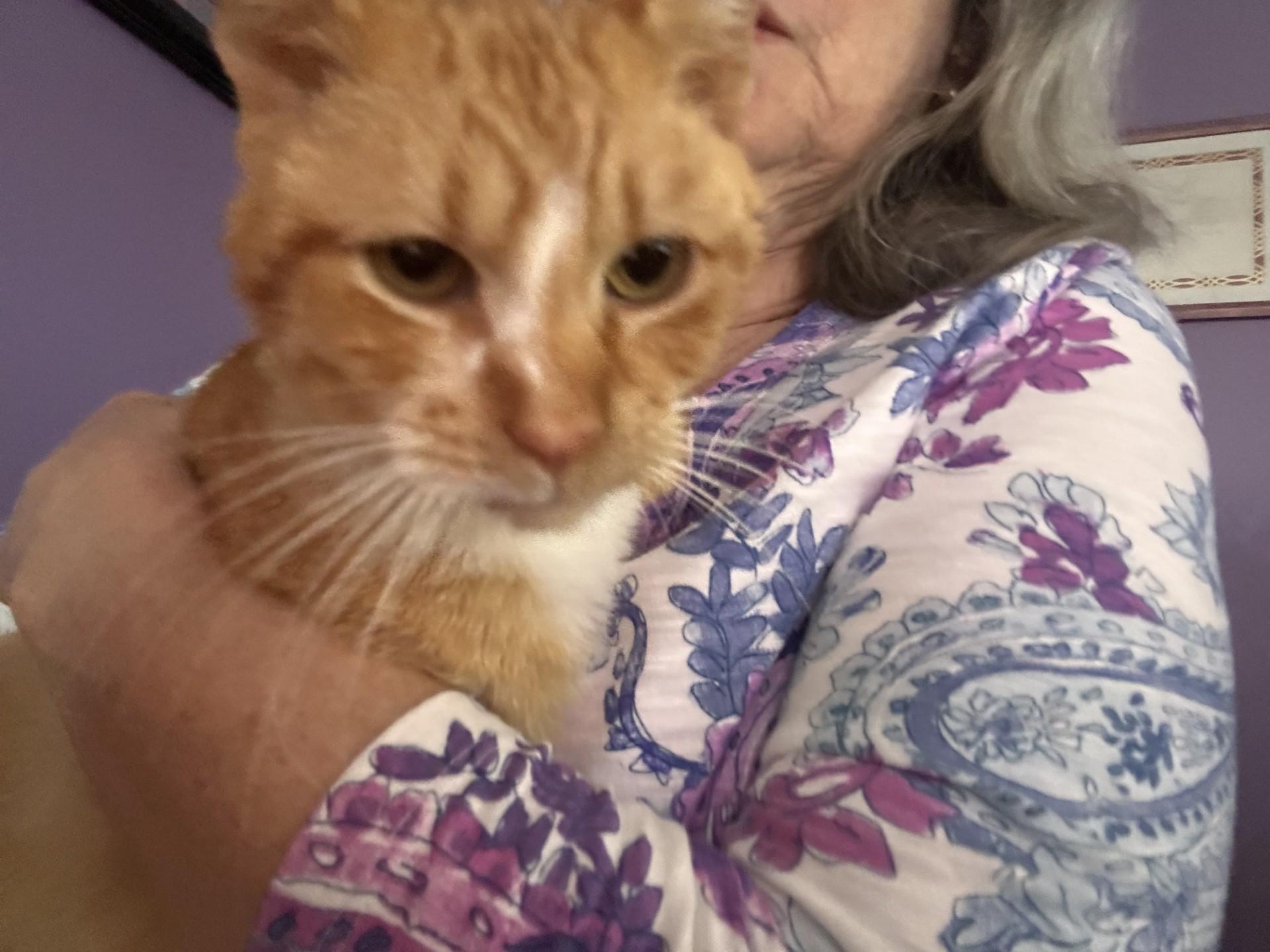 Blaze (Bev-fostered in New England), adopted, Adult Male Domestic Short Hair & Tabby.