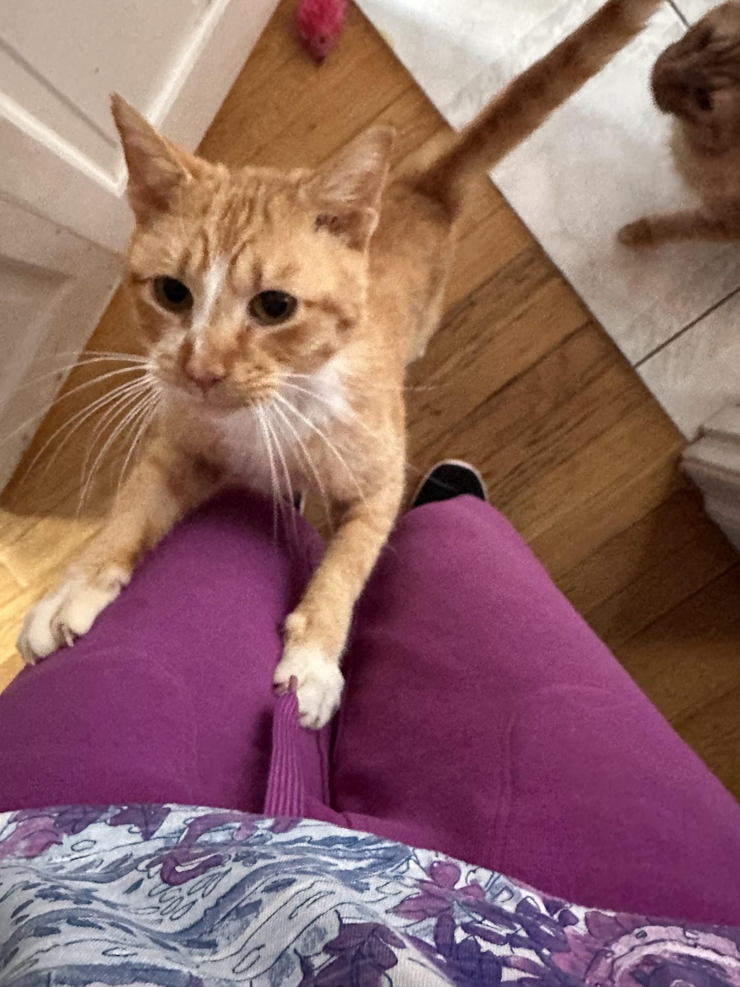 Enlarge Blaze (Bev-fostered in New England), an adopted mixed breed in Warwick, RI image 2/4