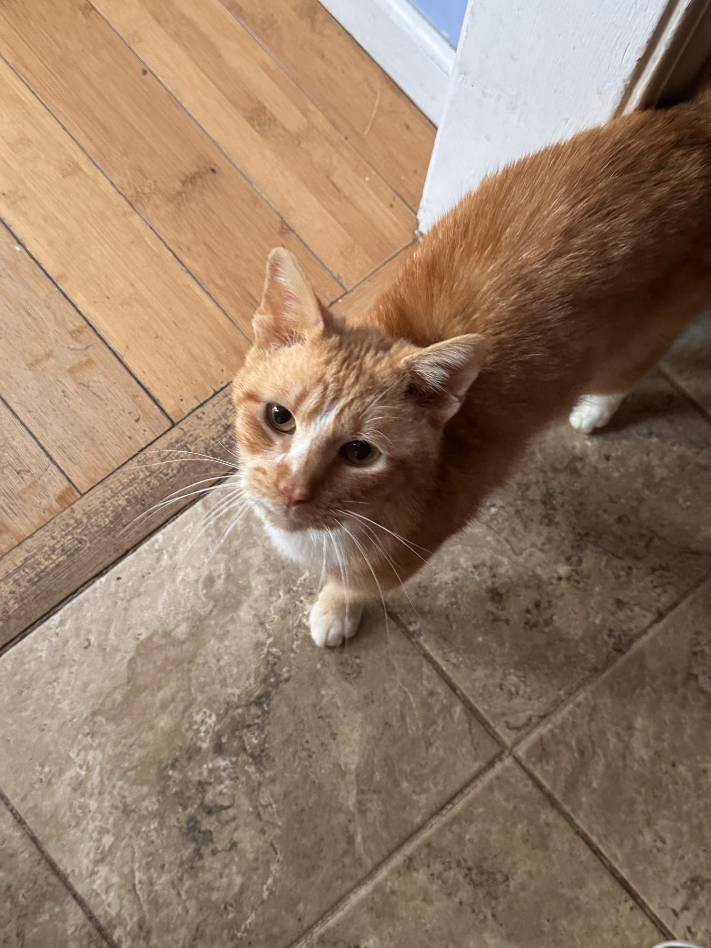 Enlarge Blaze (Bev-fostered in New England), an adopted mixed breed in Warwick, RI image 4/4