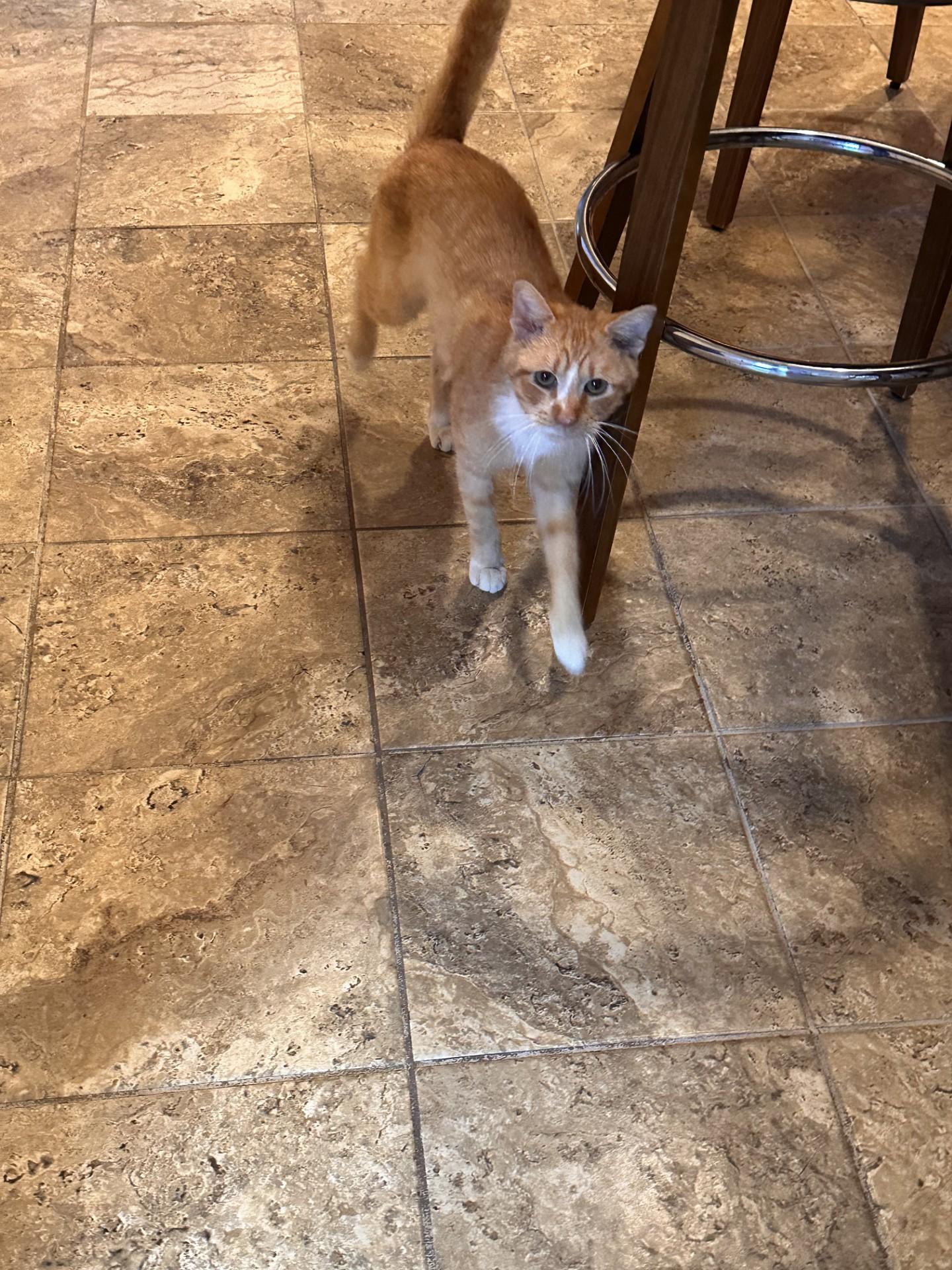 Enlarge Blaze (Bev-fostered in New England), an adopted mixed breed in Warwick, RI image 3/4