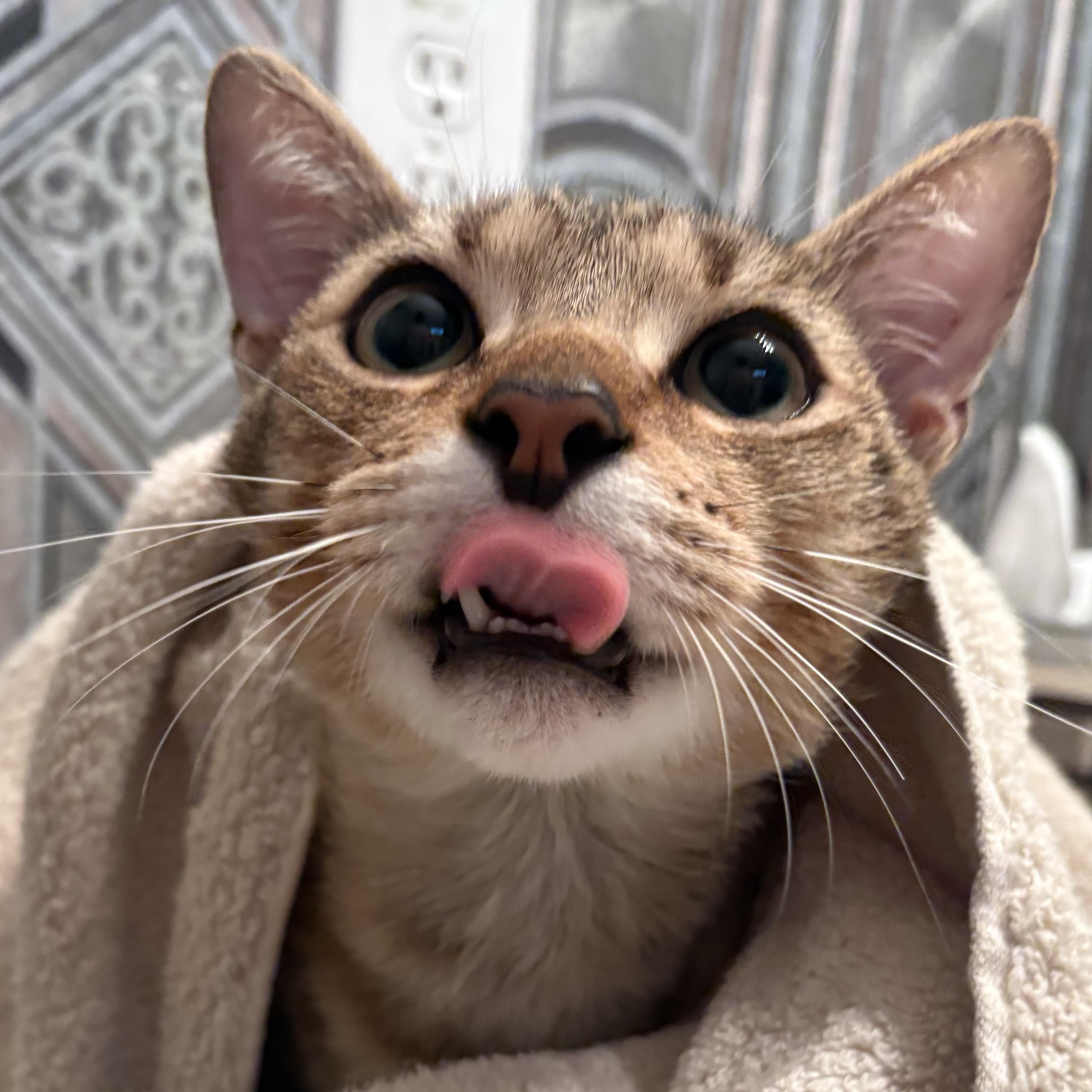 Enlarge Mellow, a Adoptable Domestic Short Hair in CANTON, OH image 4/6