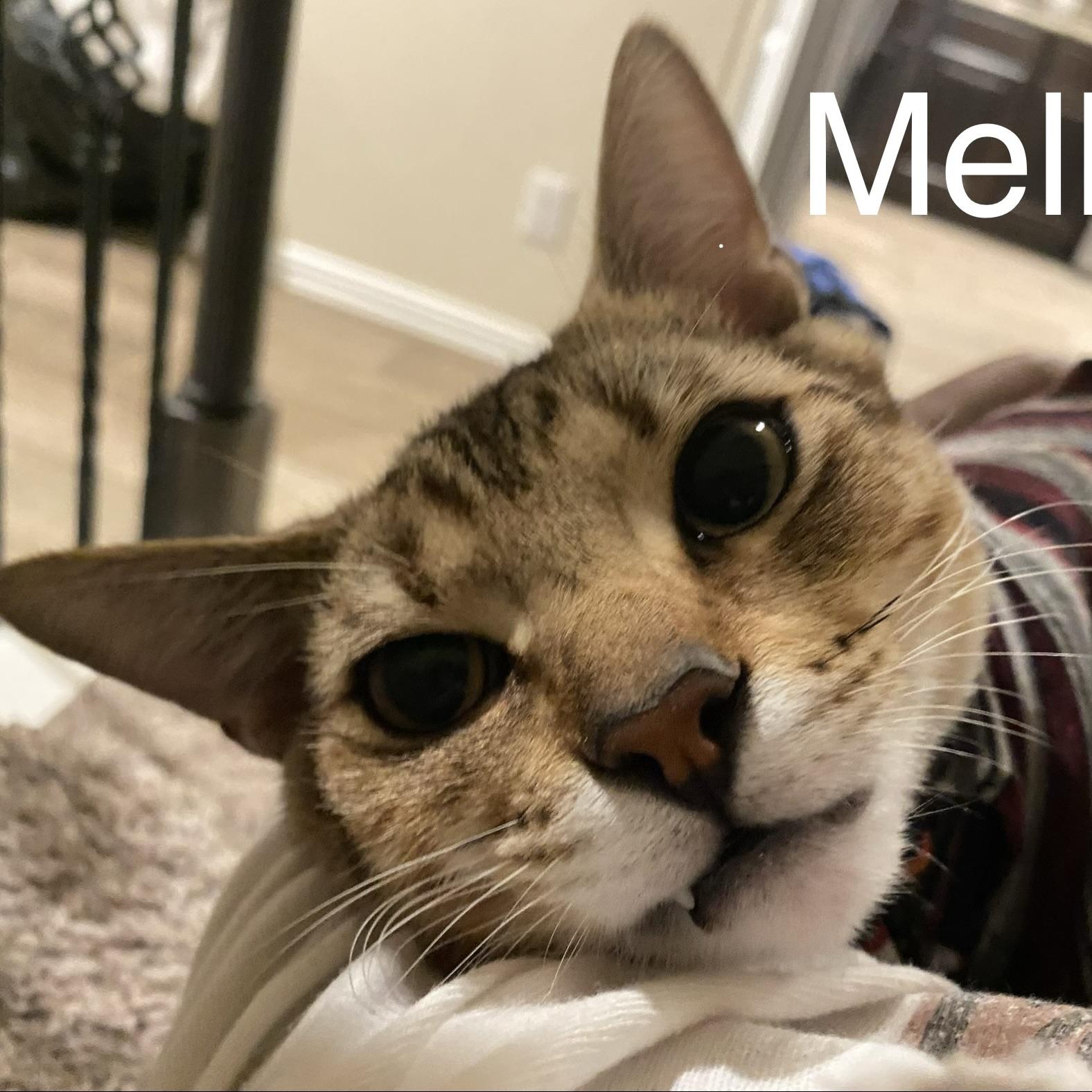 Enlarge Mellow, a Adoptable Domestic Short Hair in CANTON, OH image 6/6