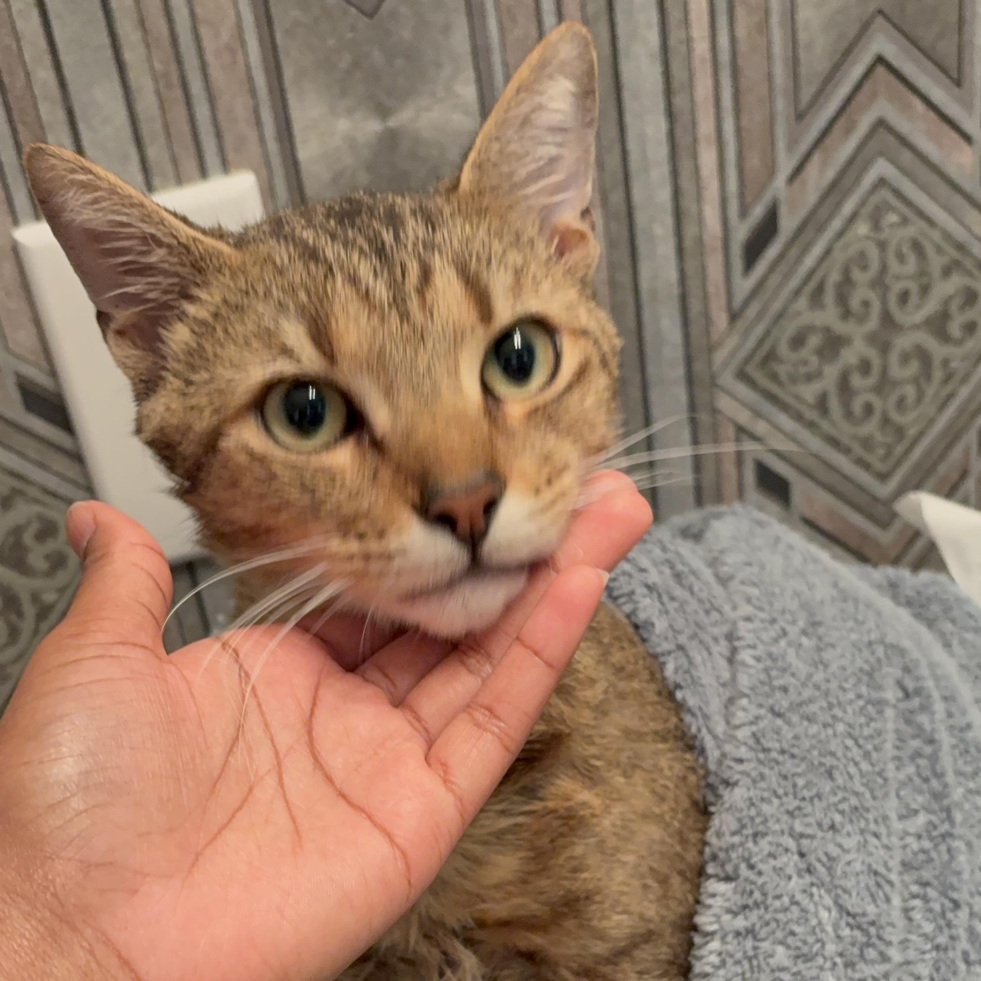 Enlarge Mellow, a Adoptable Domestic Short Hair in CANTON, OH image 5/6