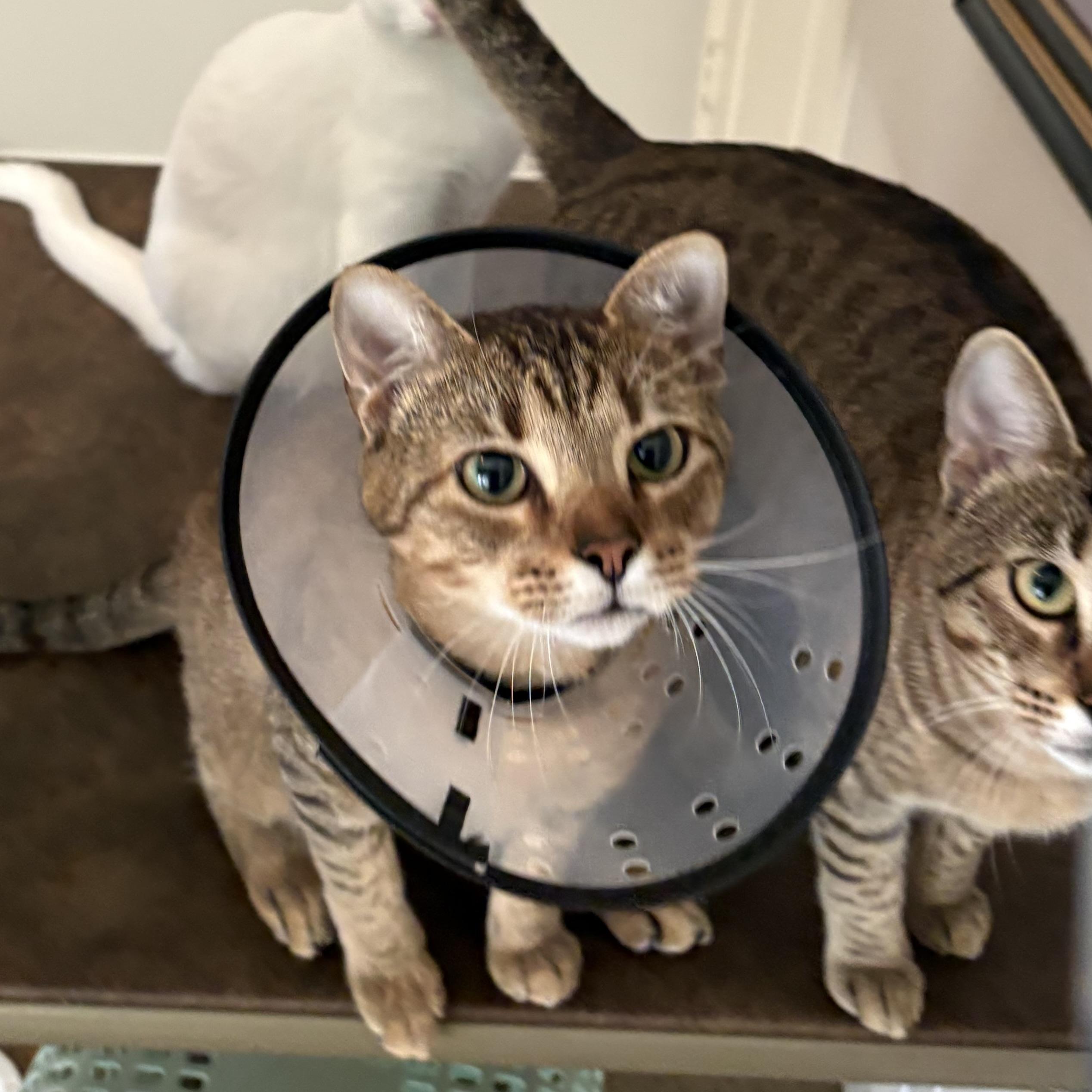 Enlarge Mellow, a Adoptable Domestic Short Hair in CANTON, OH image 2/6
