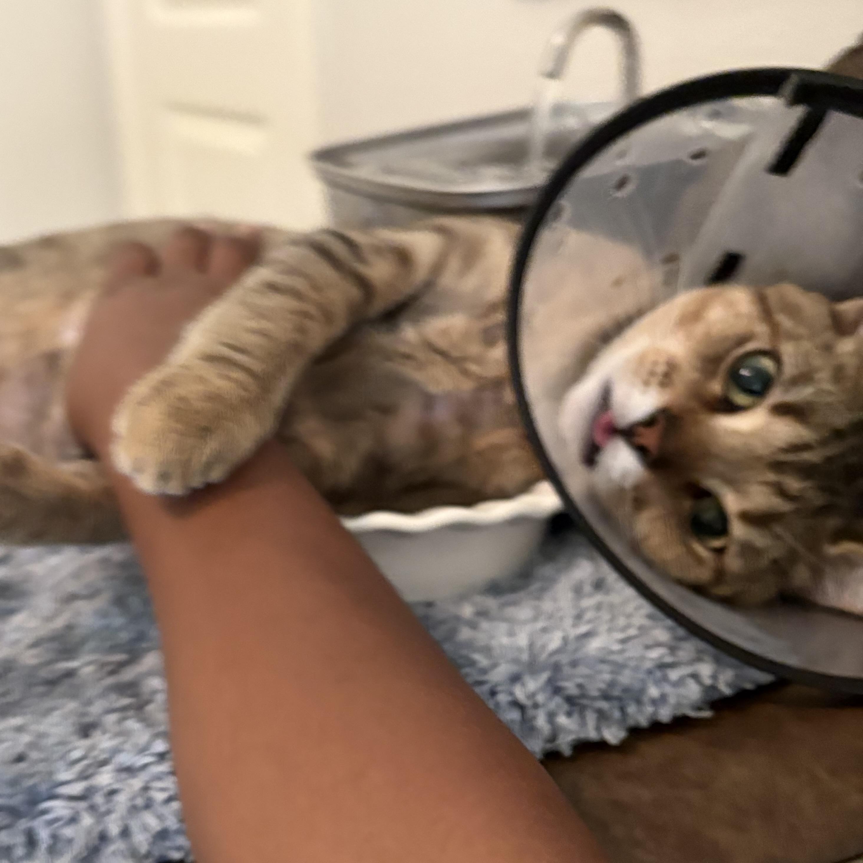 Mellow, Adoptable, Young Male Domestic Short Hair.