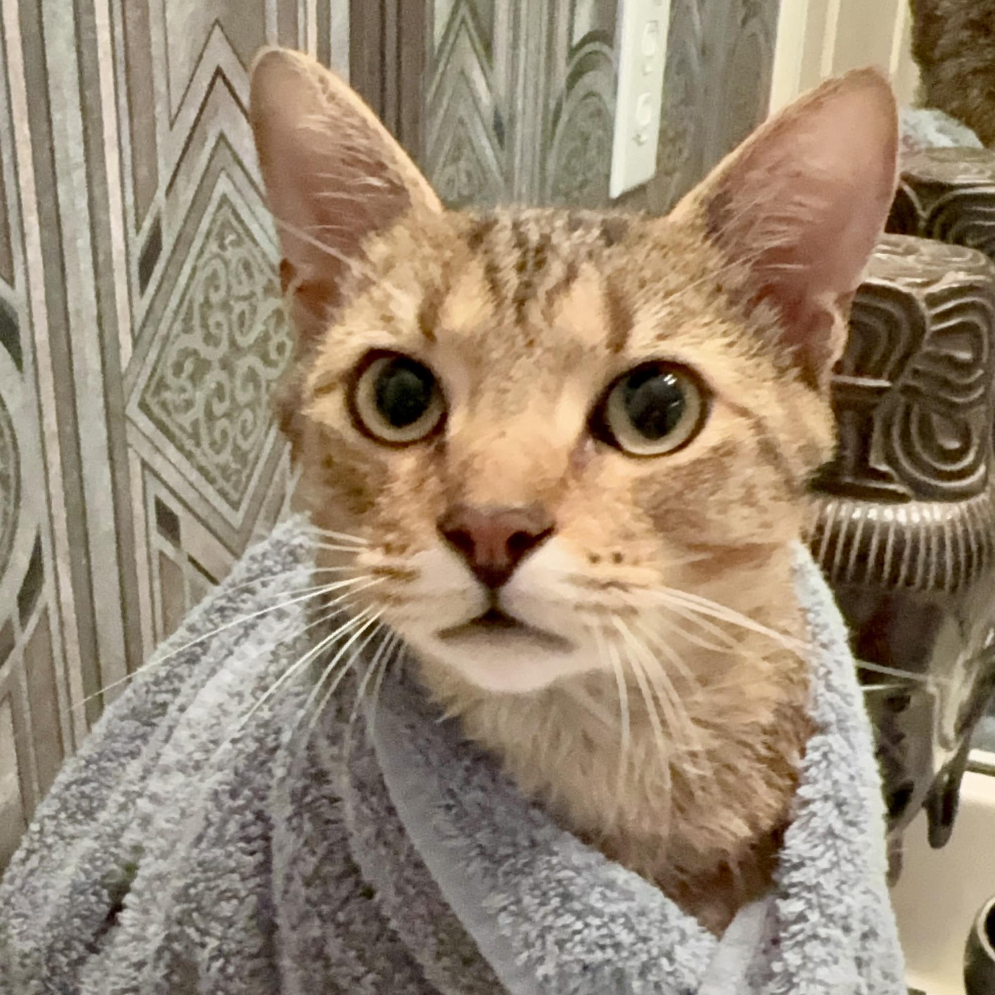 Enlarge Mellow, a Adoptable Domestic Short Hair in CANTON, OH image 3/6