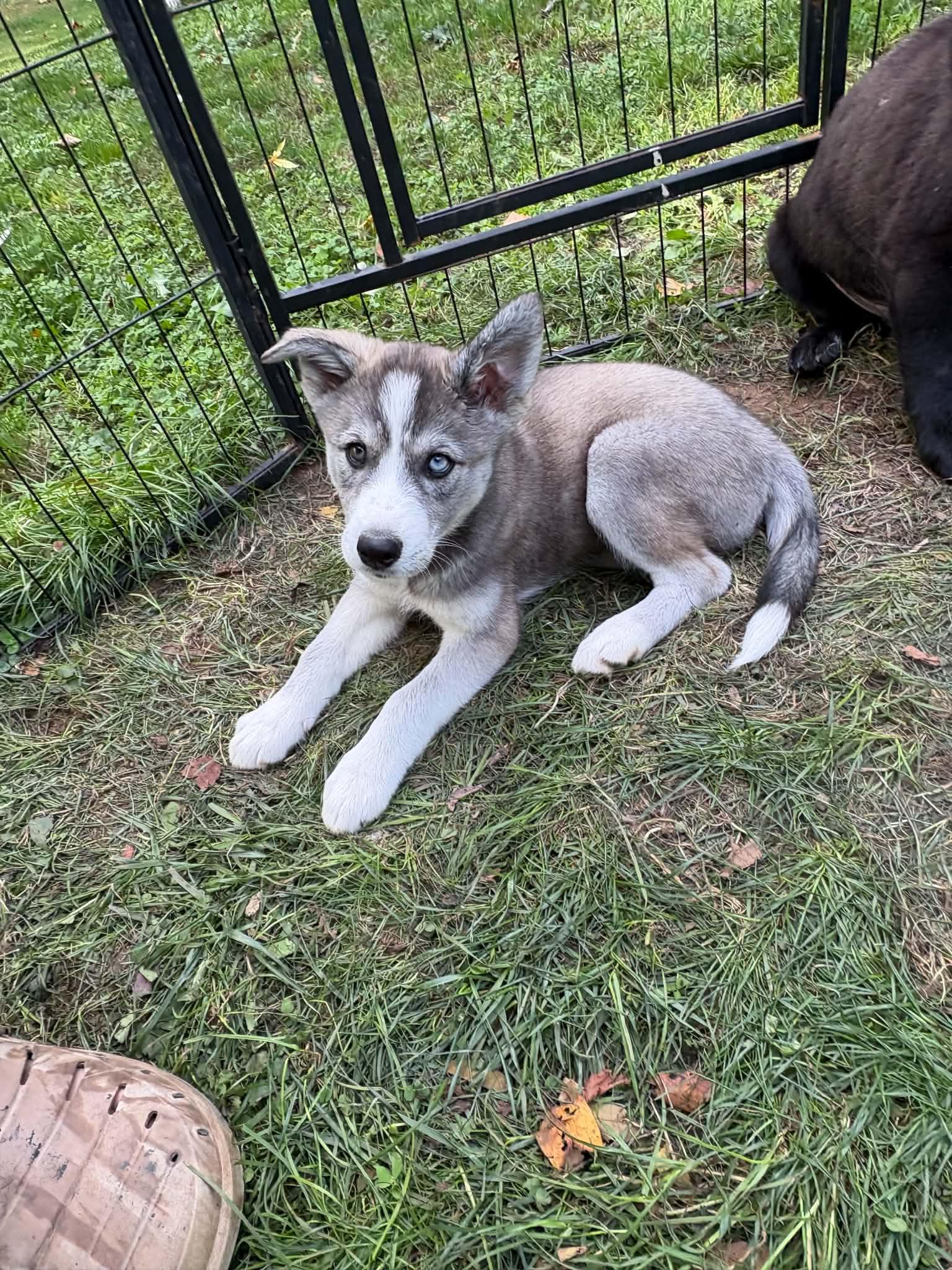 LOKI photo
