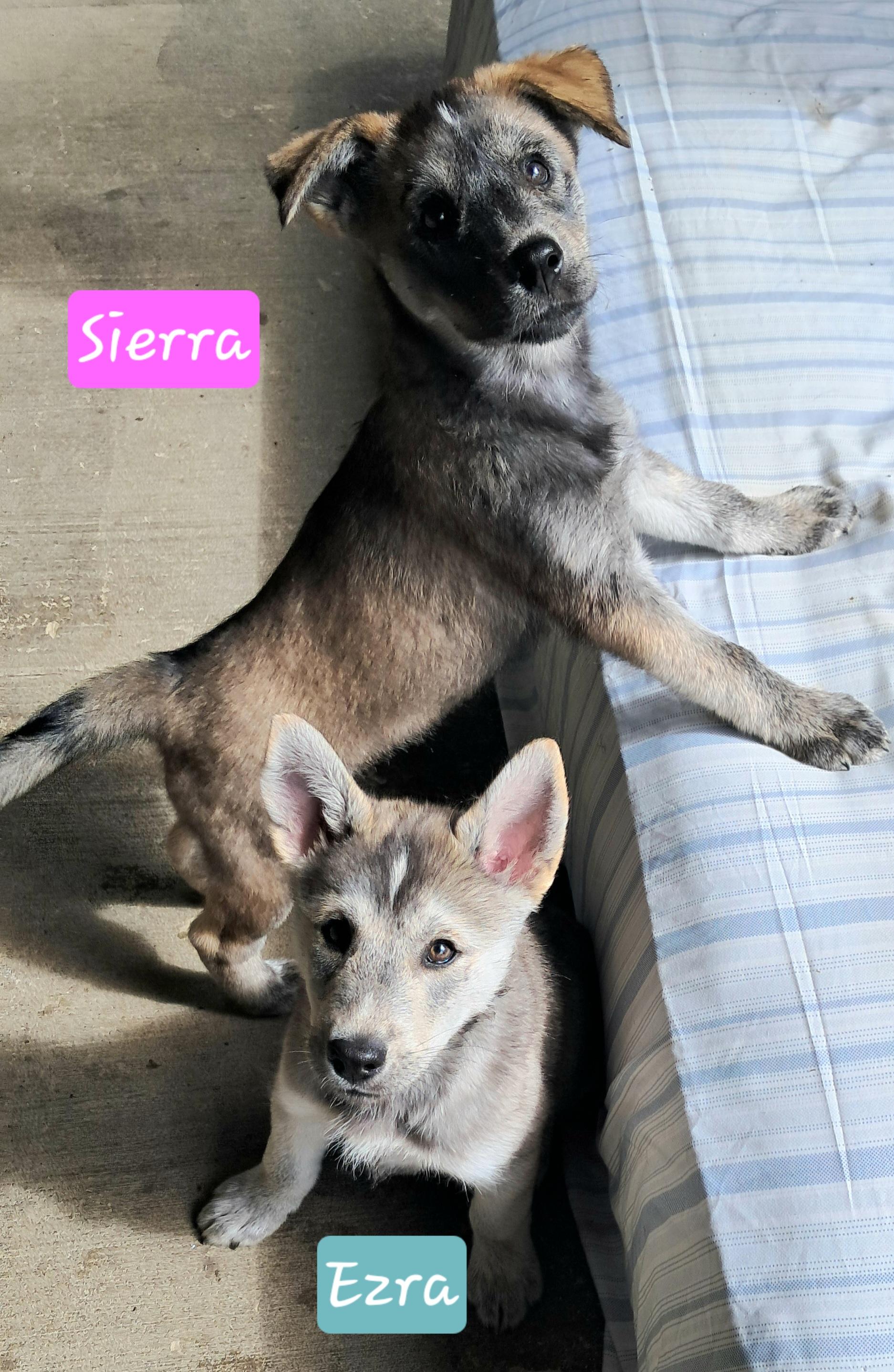 Enlarge SIERRA's pack, a Adoptable mixed breed in Blue Bell, PA image 2/6