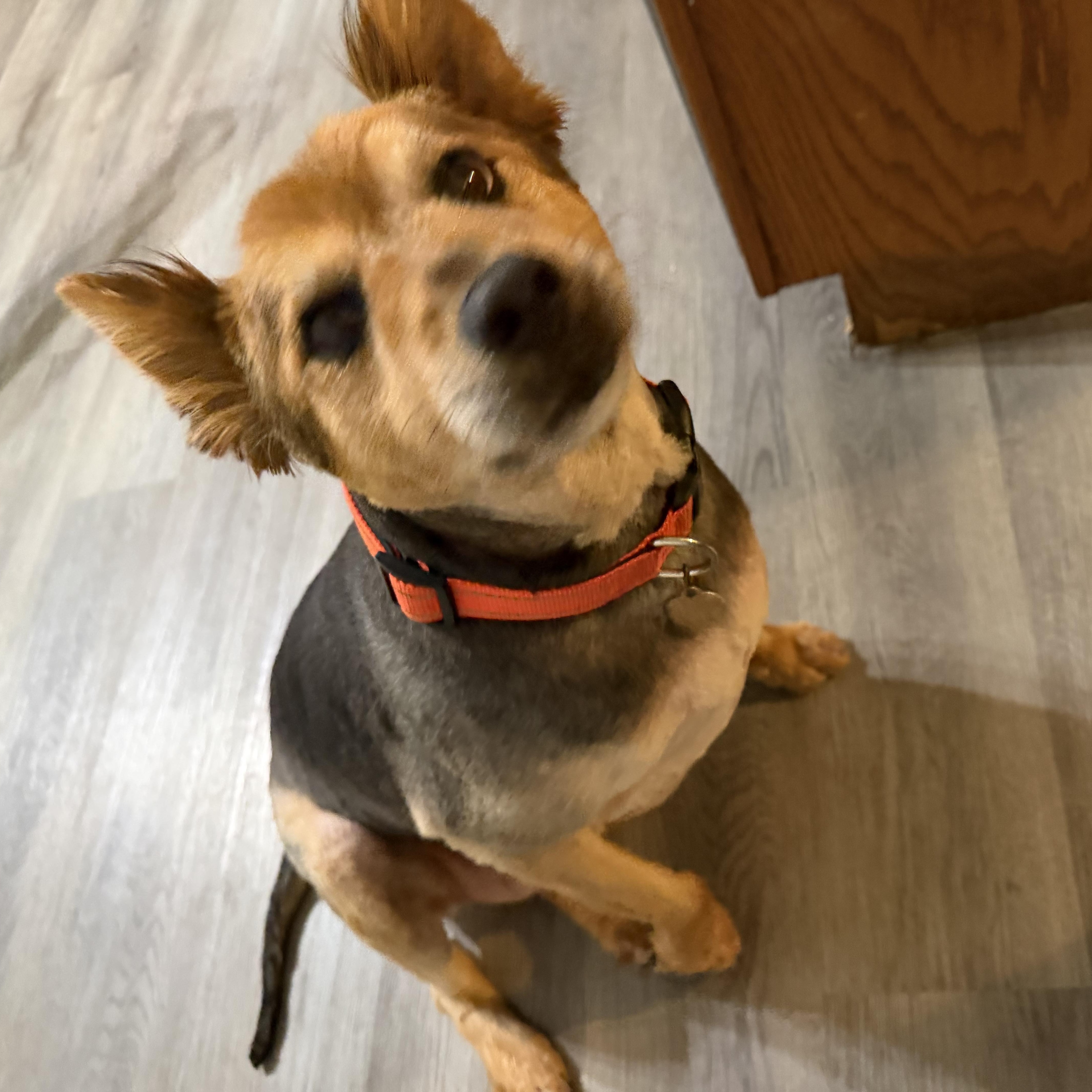 Enlarge Smokey Bear, an adopted Cattle Dog in Atoka, TN image 2/5