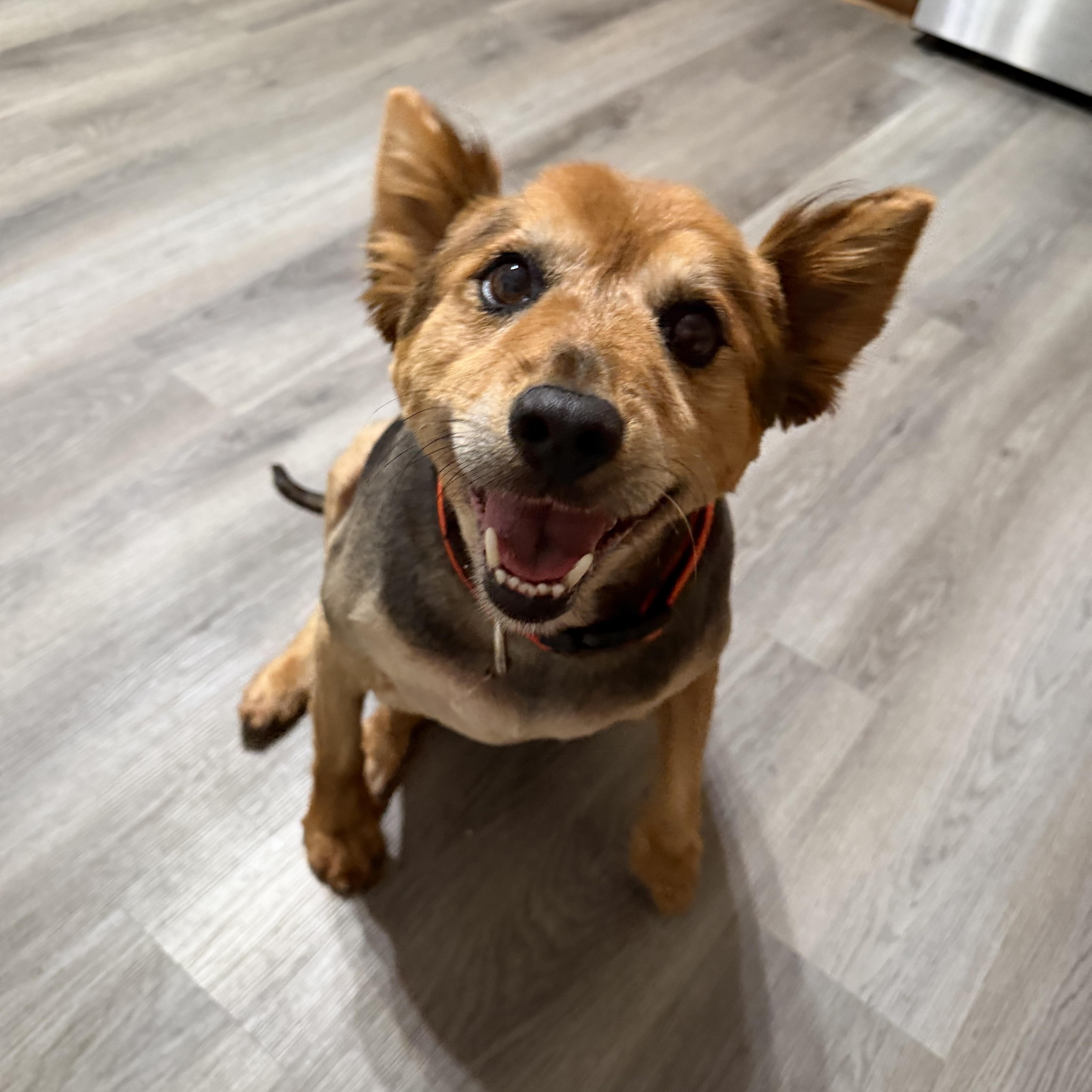 Enlarge Smokey Bear, an adopted Cattle Dog in Atoka, TN image 1/5
