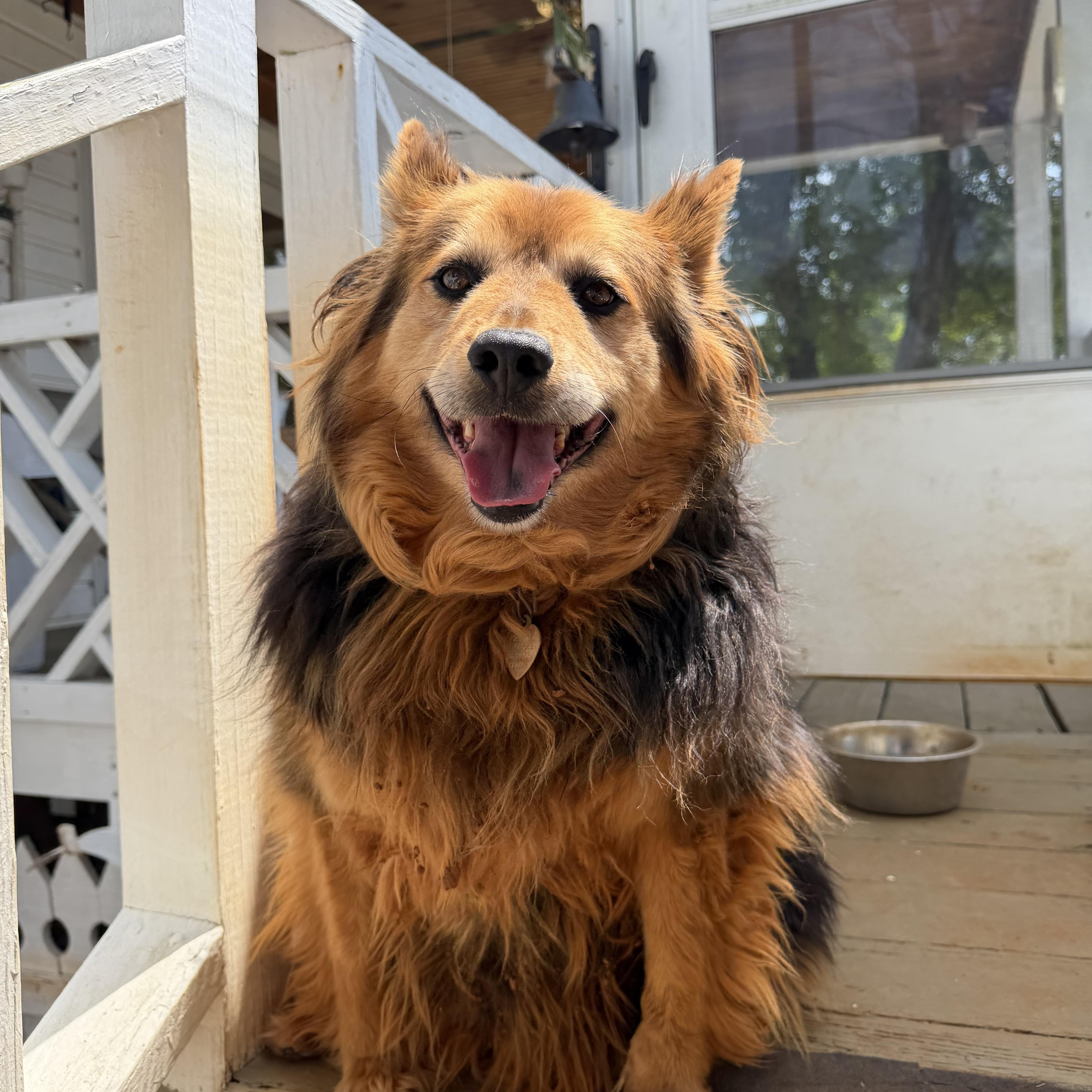 Enlarge Smokey Bear, a Adoptable Cattle Dog in Atoka, TN image 1/5