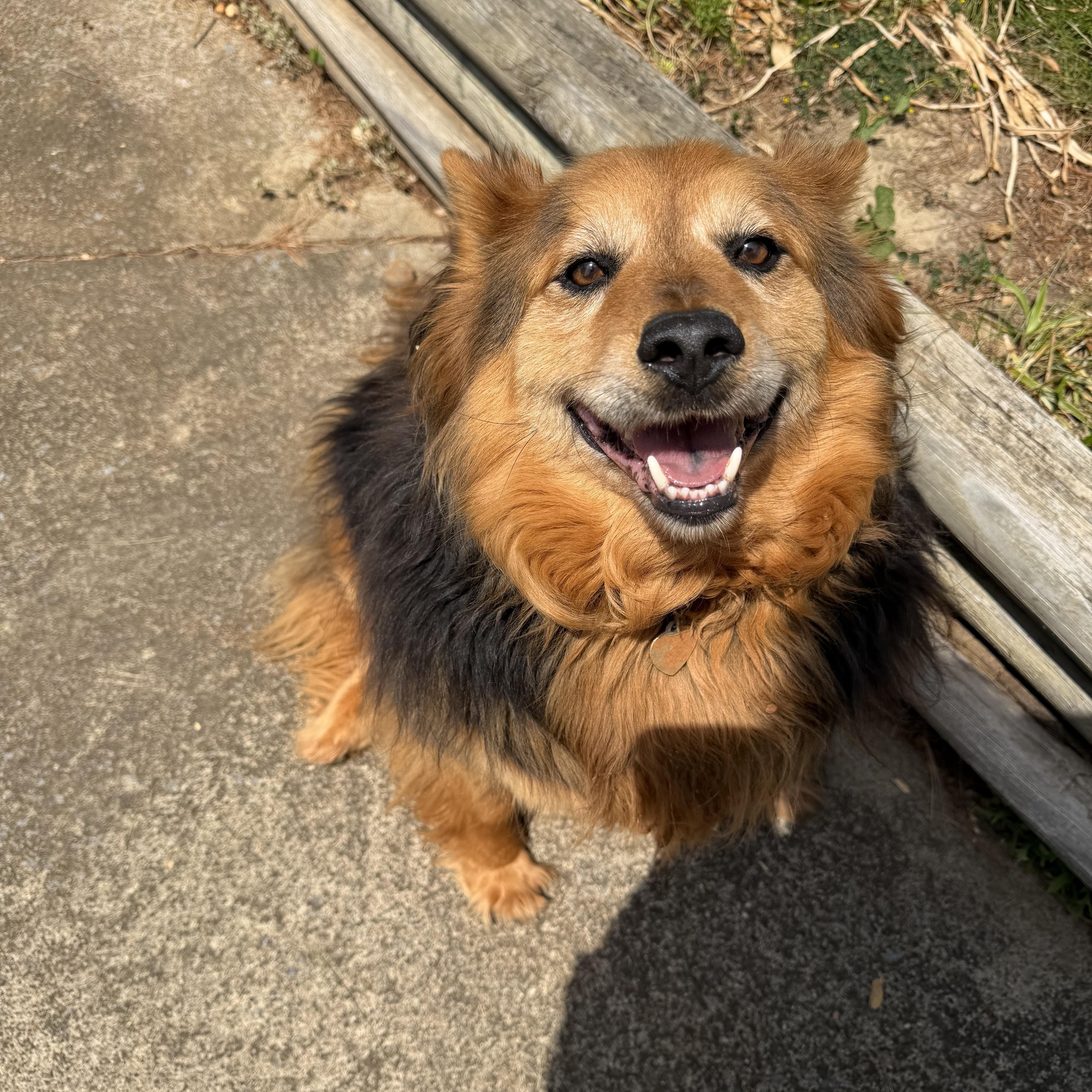 Enlarge Smokey Bear, a Adoptable Cattle Dog in Atoka, TN image 4/5