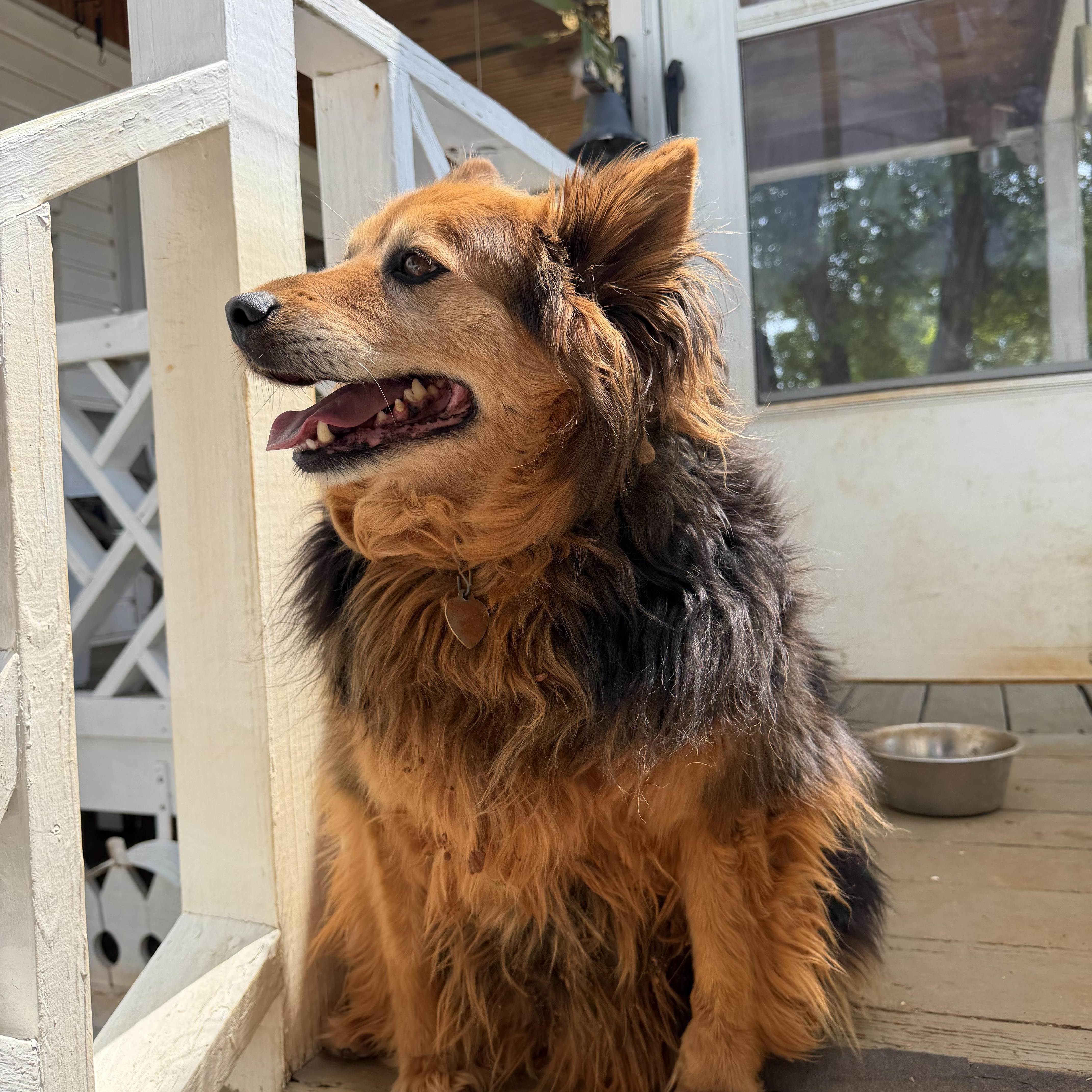 Enlarge Smokey Bear, a Adoptable Cattle Dog in Atoka, TN image 2/5