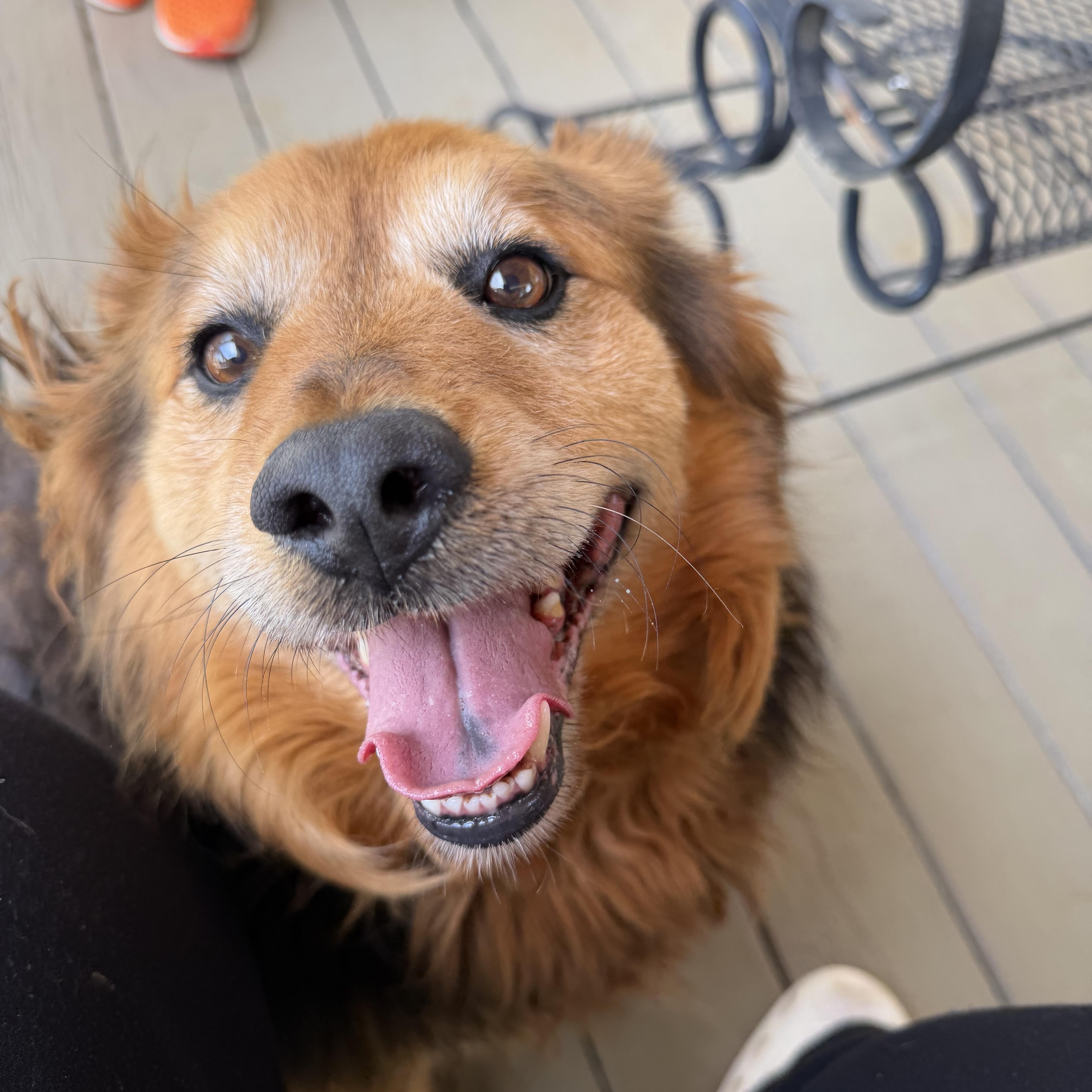 Enlarge Smokey Bear, a Adoptable Cattle Dog in Atoka, TN image 3/5
