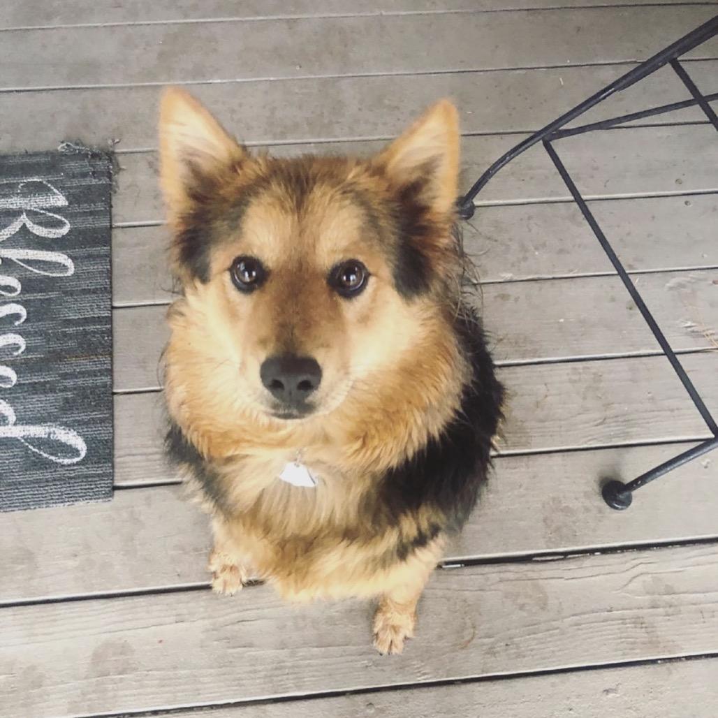 Smokey Bear, Adoptable, Senior Male Cattle Dog.