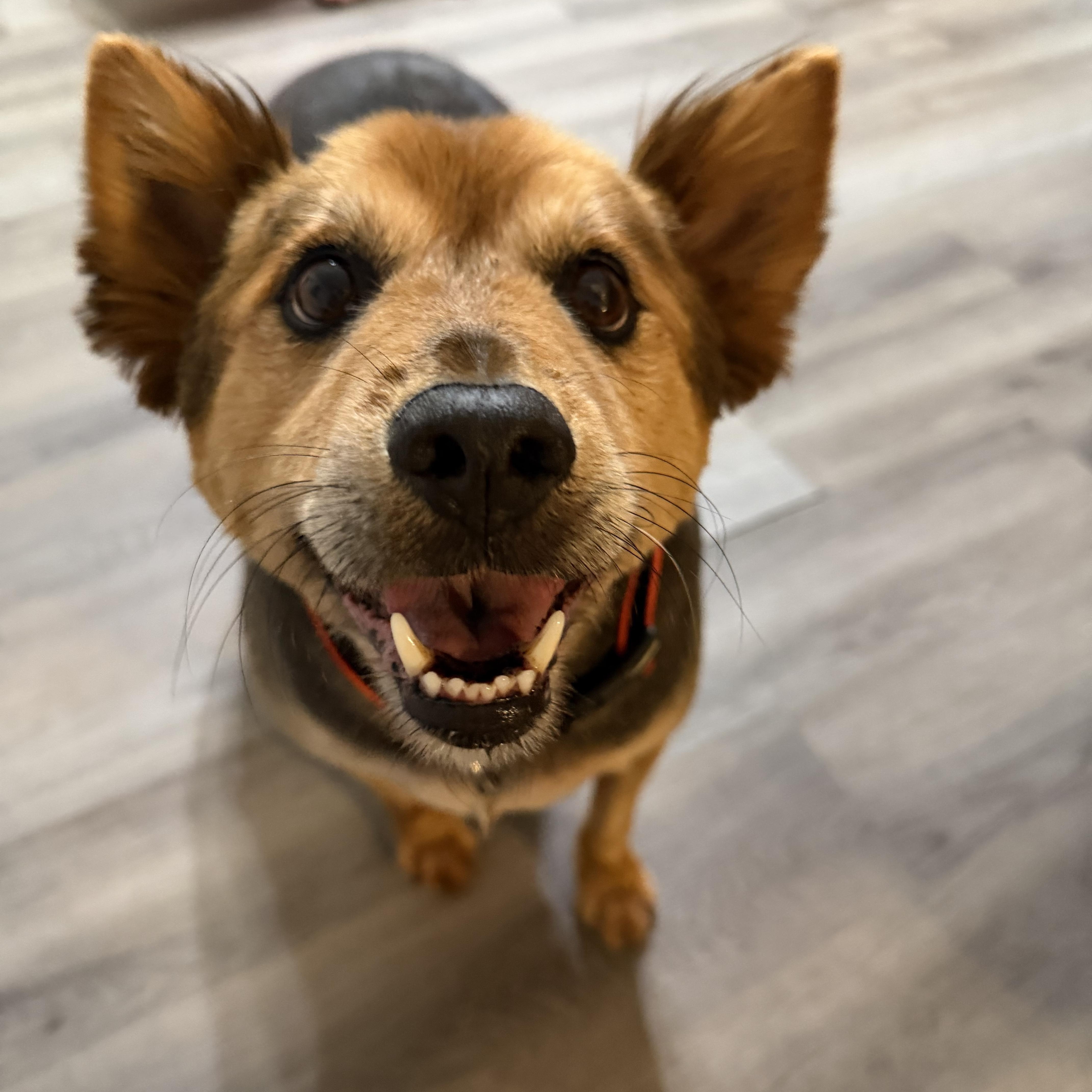 Enlarge Smokey Bear, an adopted Cattle Dog in Atoka, TN image 3/5