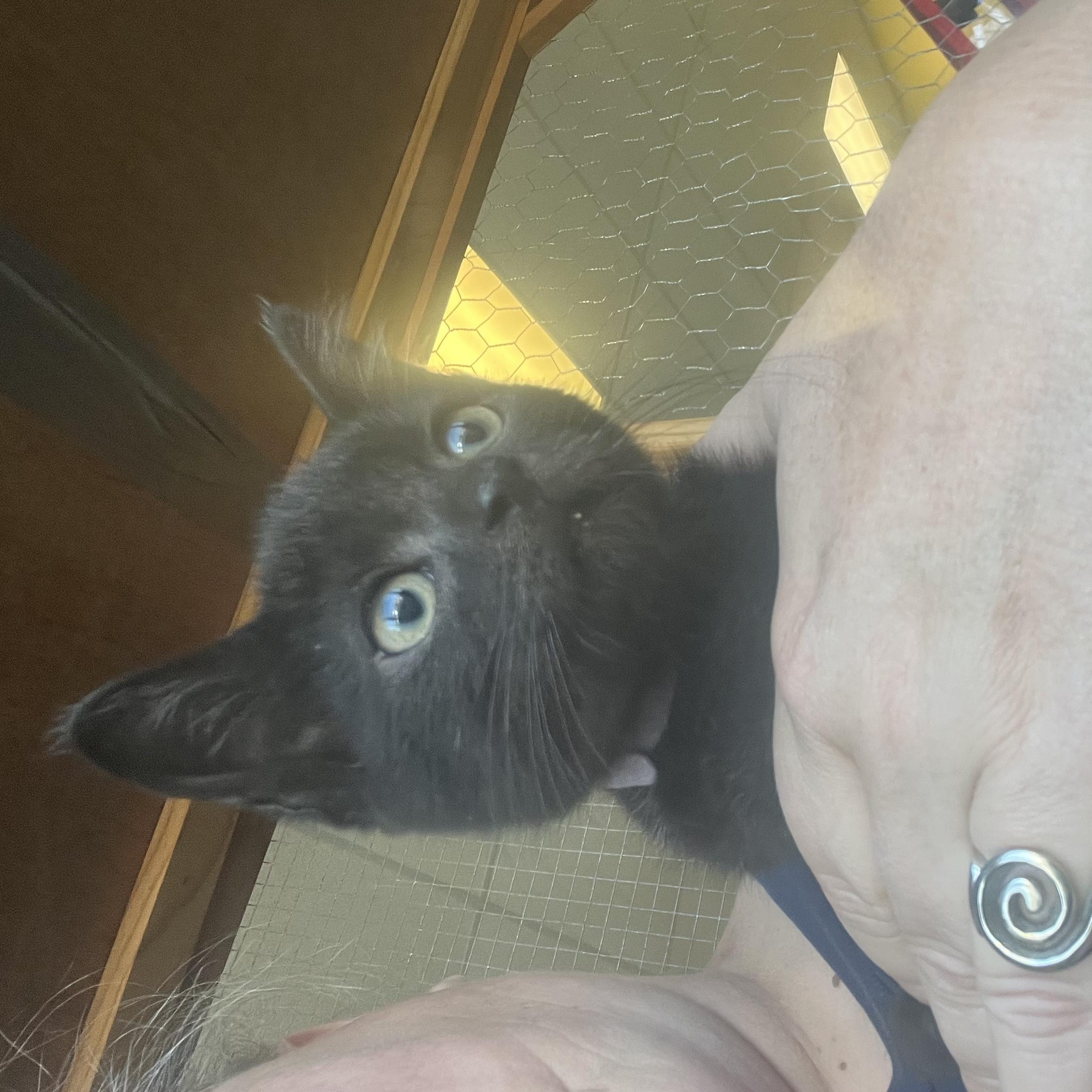 Enlarge Honeybee, a Adopted Domestic Medium Hair in Racine, WI image 2/2