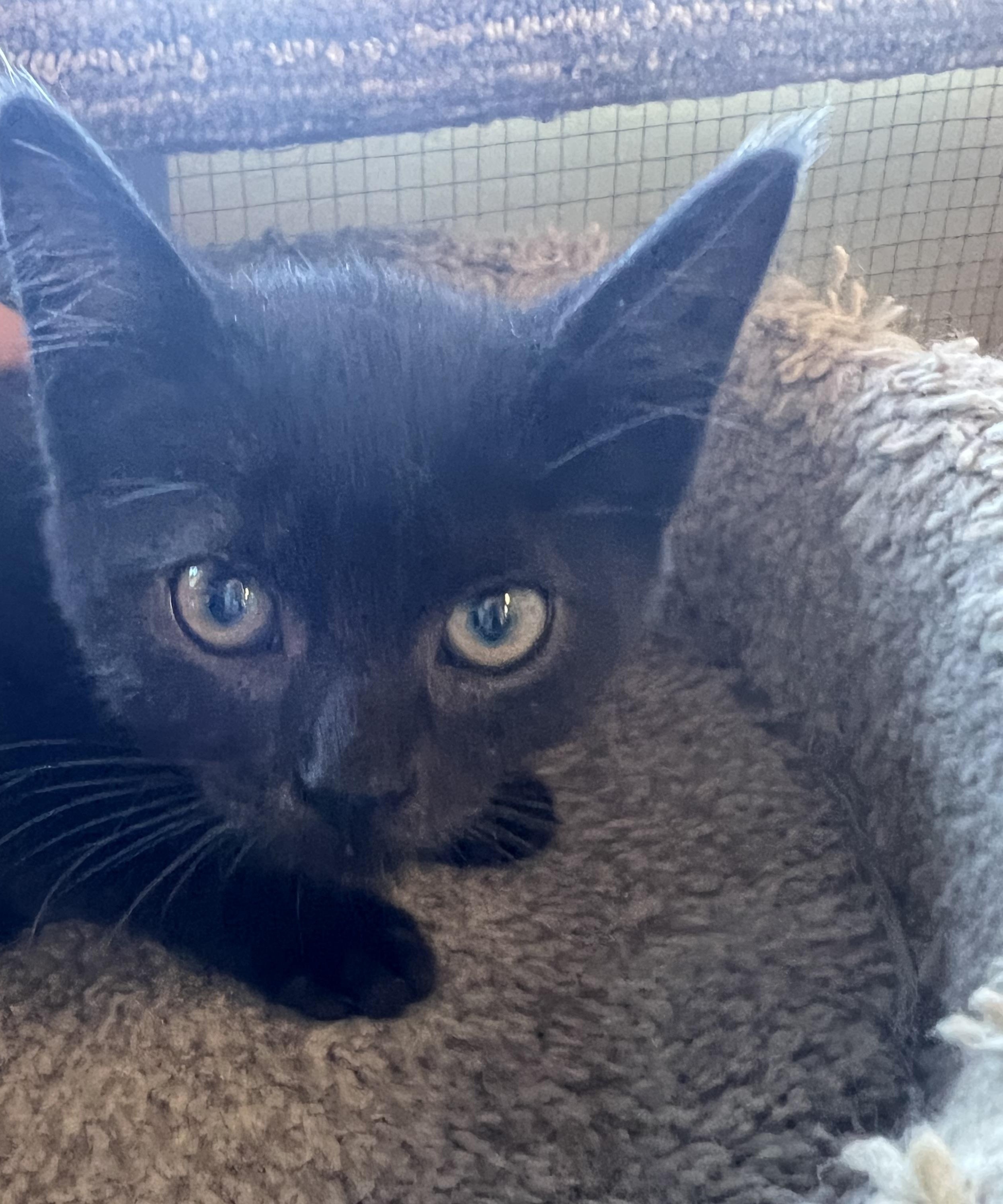 Honeybee, Adopted, Kitten Female Domestic Medium Hair.