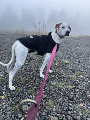 Enlarge Koala, a Adoptable mixed breed in Bellevue, WA image 1/3