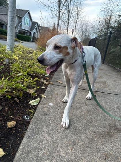 Enlarge Koala, a Adoptable mixed breed in Bellevue, WA image 2/3
