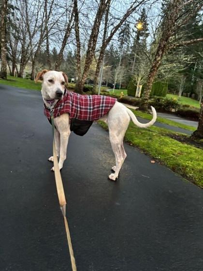 Enlarge Koala, a Adoptable mixed breed in Bellevue, WA image 3/3
