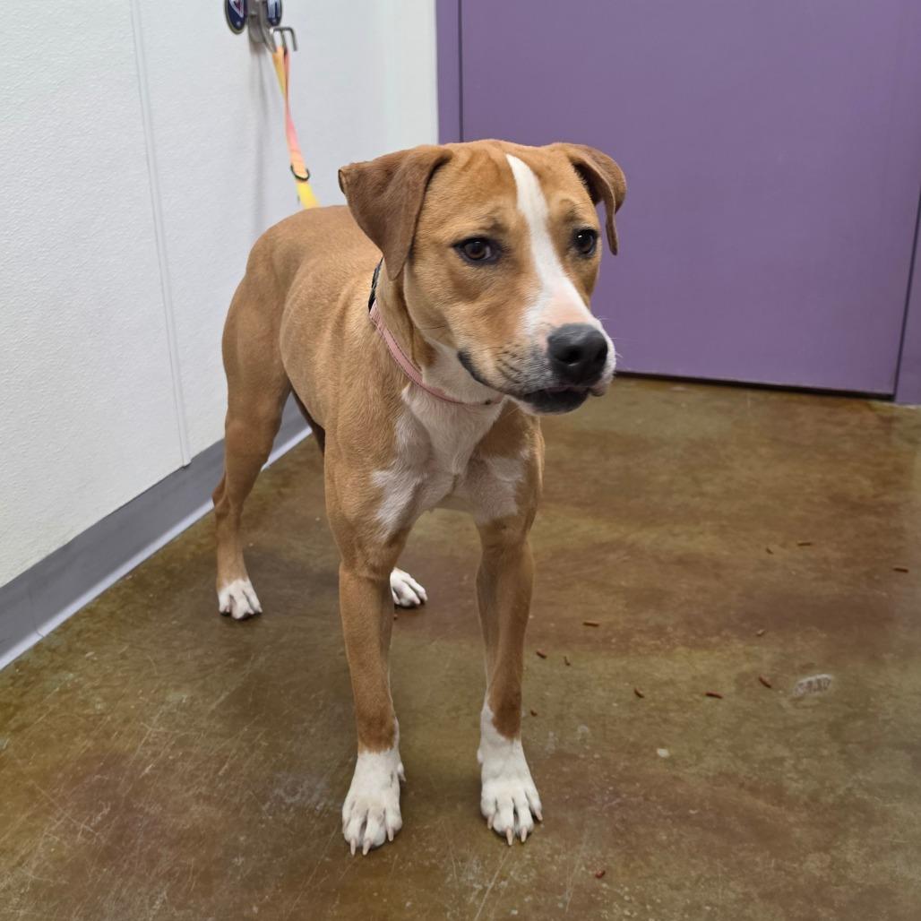 Enlarge Chessie, a Adoptable mixed breed in Albuquerque, NM image 5/6