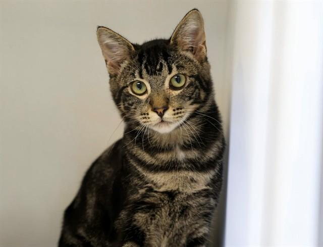 CHARMY, Adoptable, Kitten Male Domestic Short Hair.