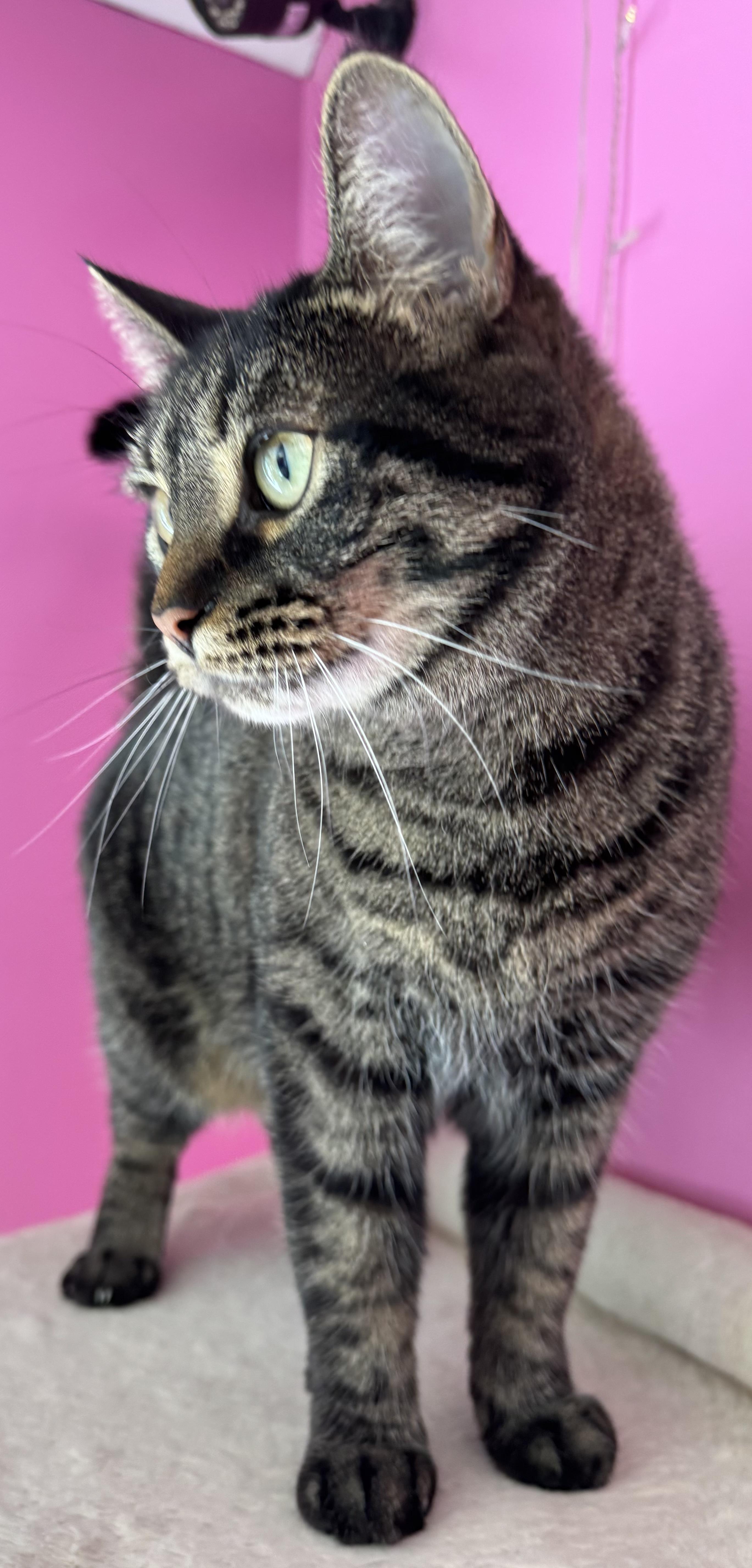 Enlarge RHODA ~ SEE ME AT FEEDERS PET STORE, Ashland Ohio -VIDEO!, an adopted Domestic Short Hair in Ashland, OH image 1/2