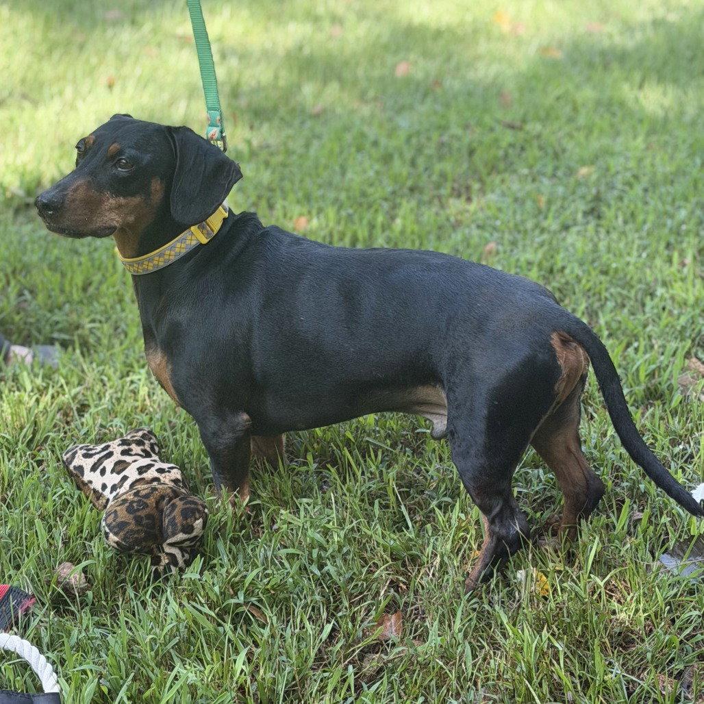 Budd, Adoptable, Adult Male Dachshund.