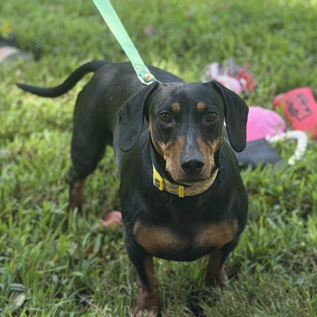 Enlarge Budd, a Adoptable Dachshund in Locust Fork, AL image 2/3