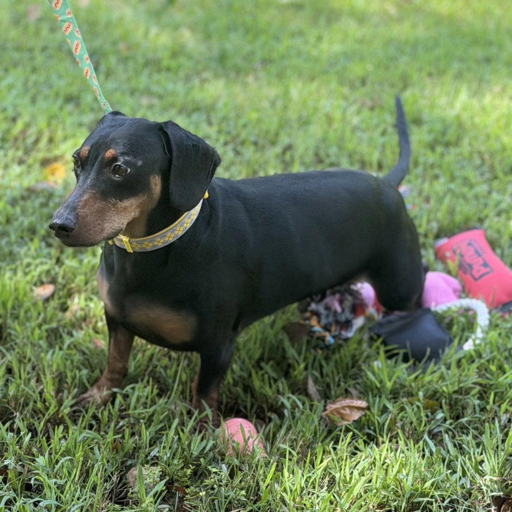 Enlarge Budd, a Adoptable Dachshund in Locust Fork, AL image 3/3