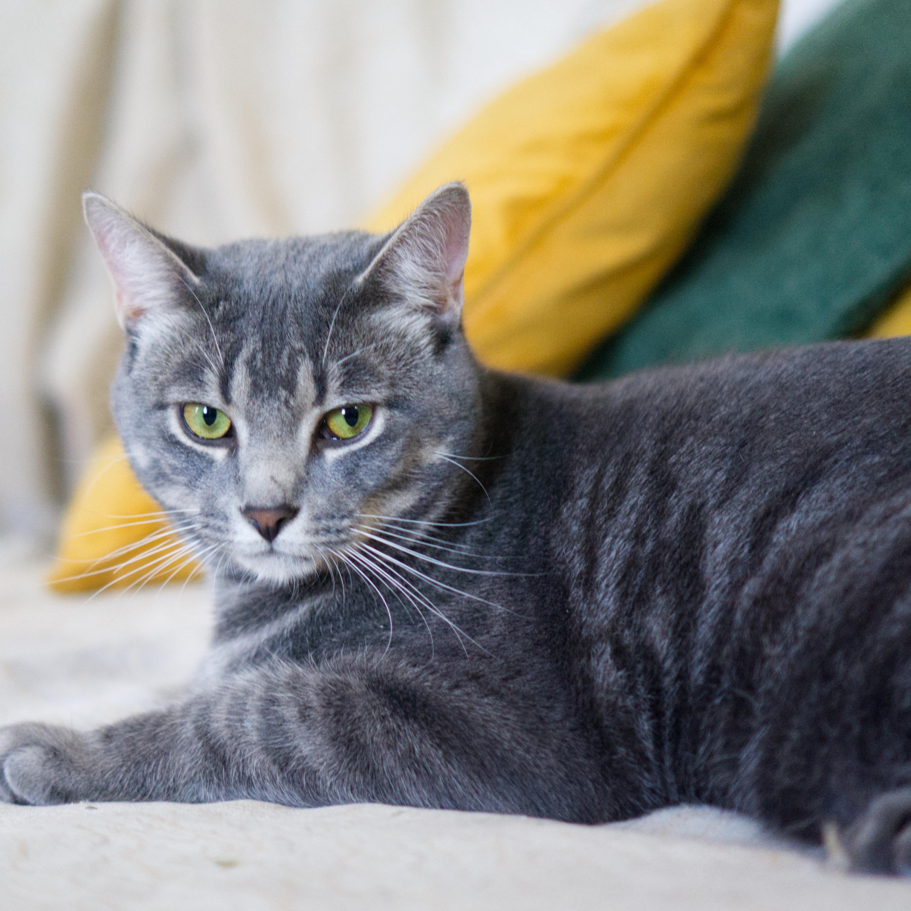 Hsiao-hsien , ADOPTABLE, Adult Male Domestic Short Hair.